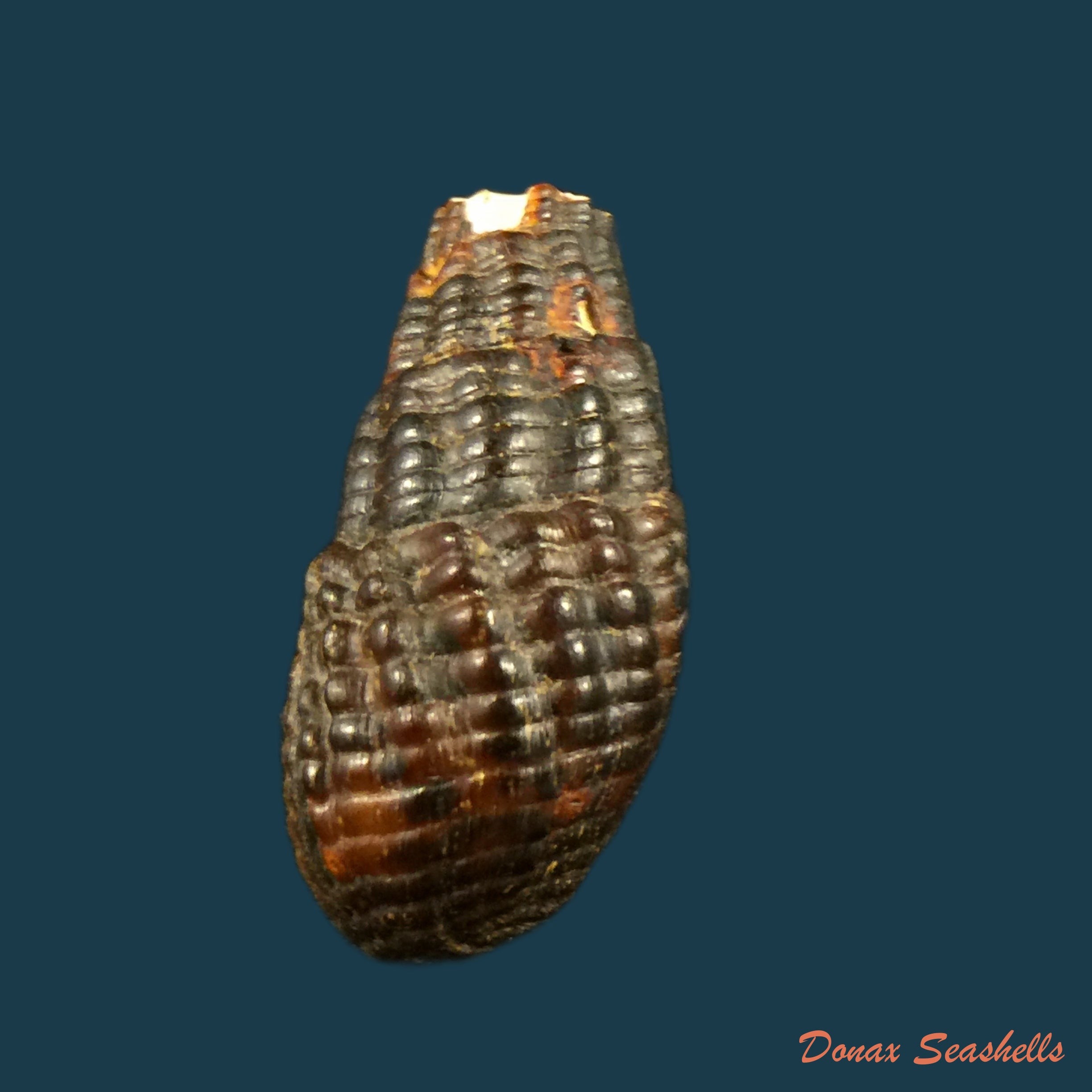 copia-de-doryssa-cachoeirae-f-baker-1913