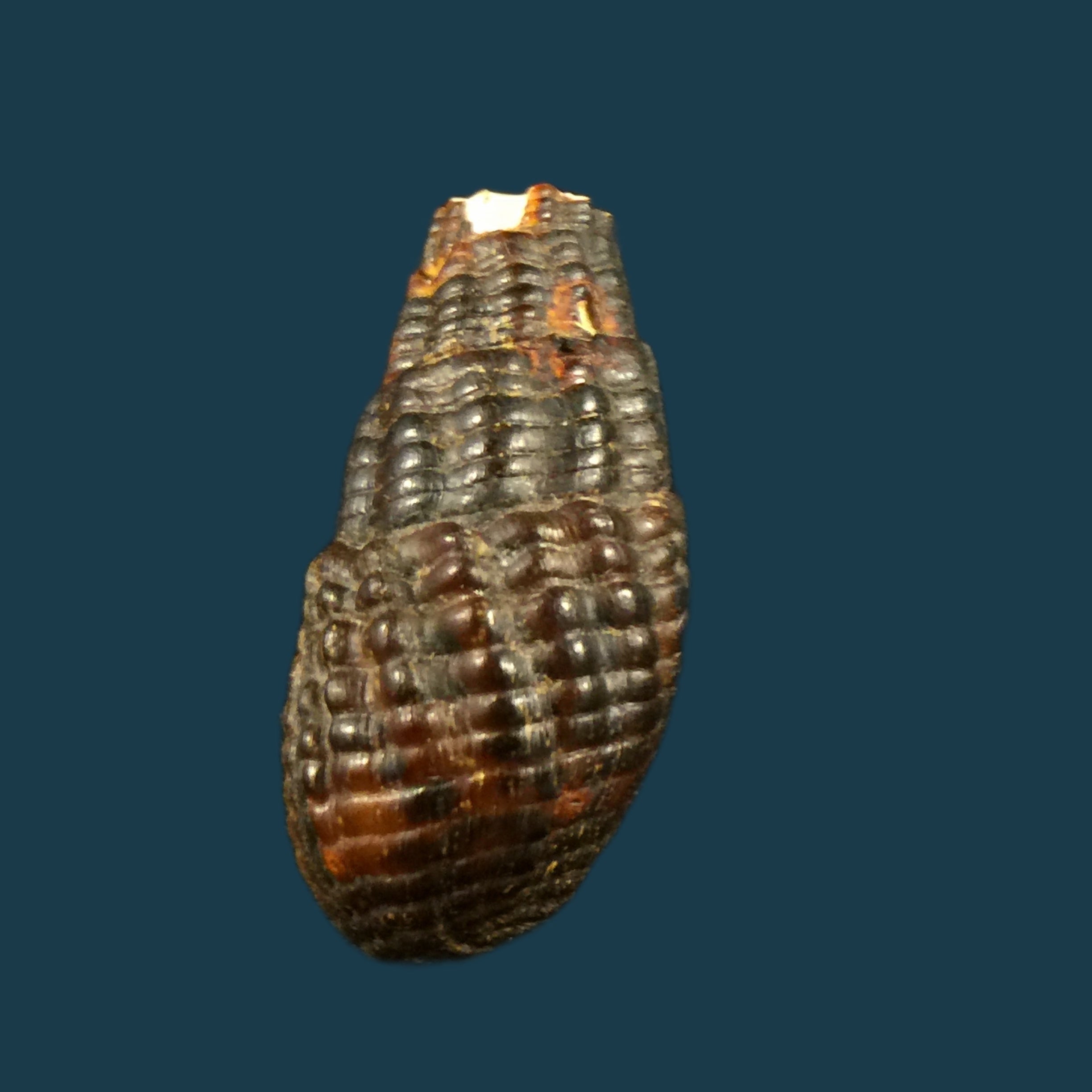 Doryssa cachoeirae F. Baker, 1914 - 30,2mm