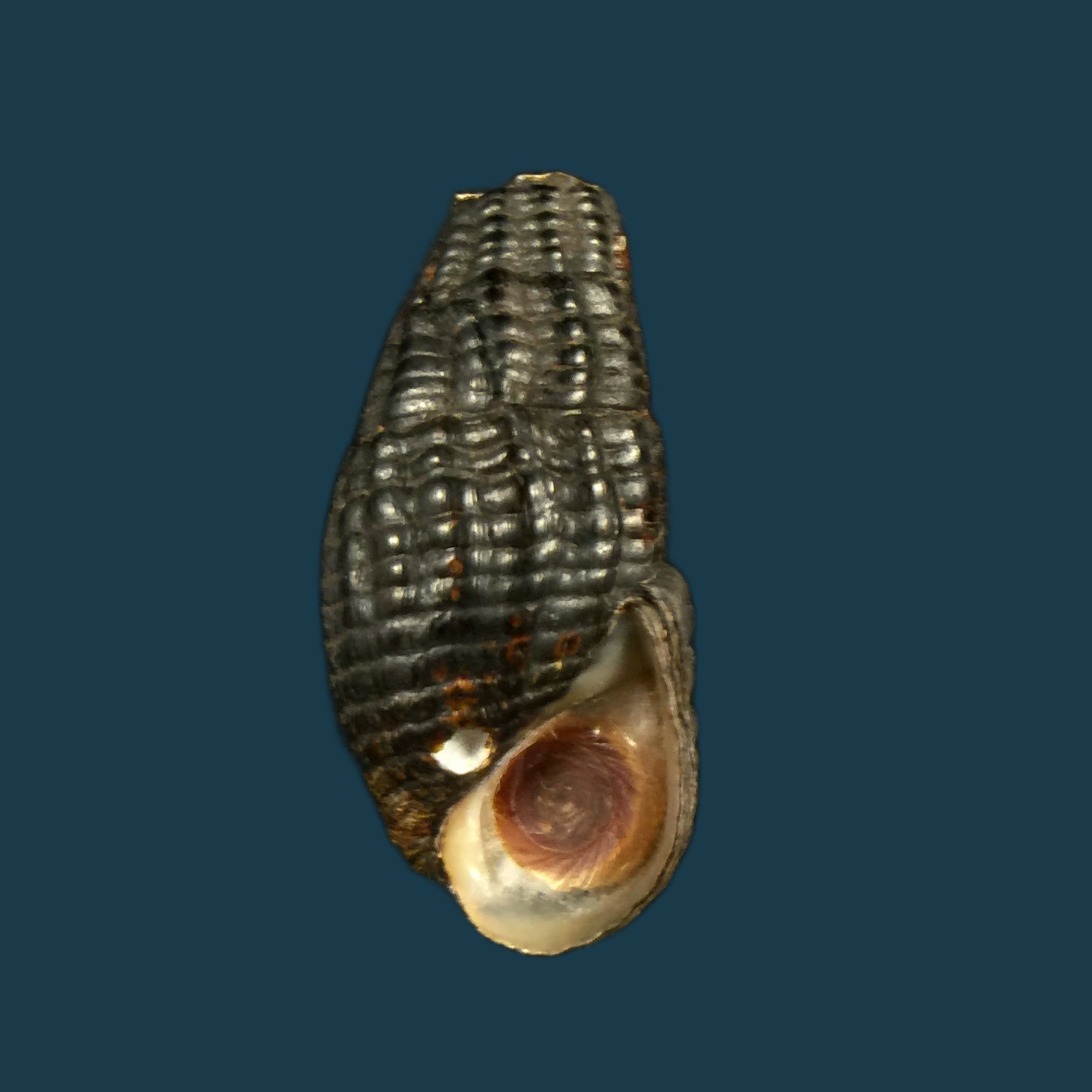 Doryssa cachoeirae F. Baker, 1914 - 30,2mm