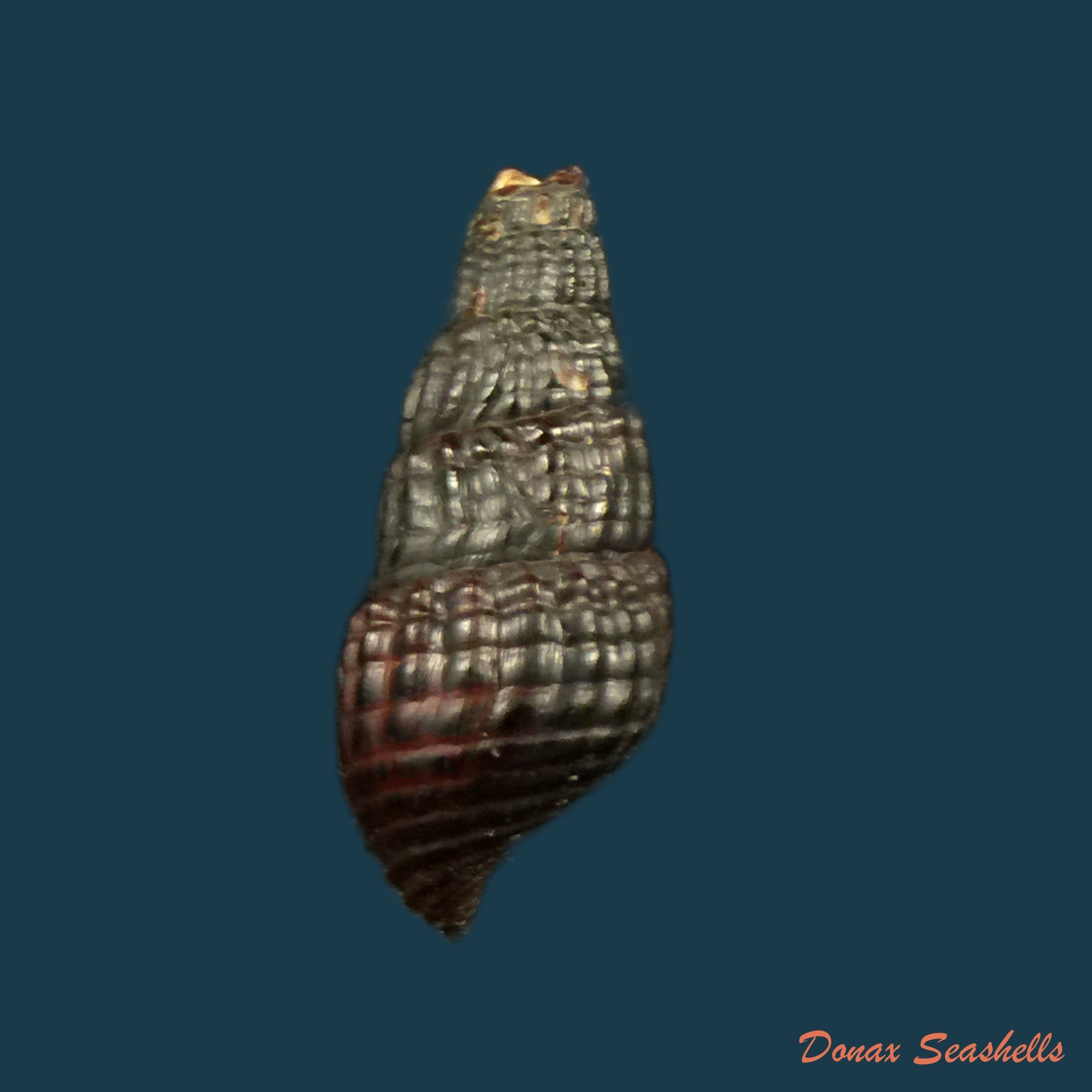 copia-de-doryssa-macapa-moricand-1857