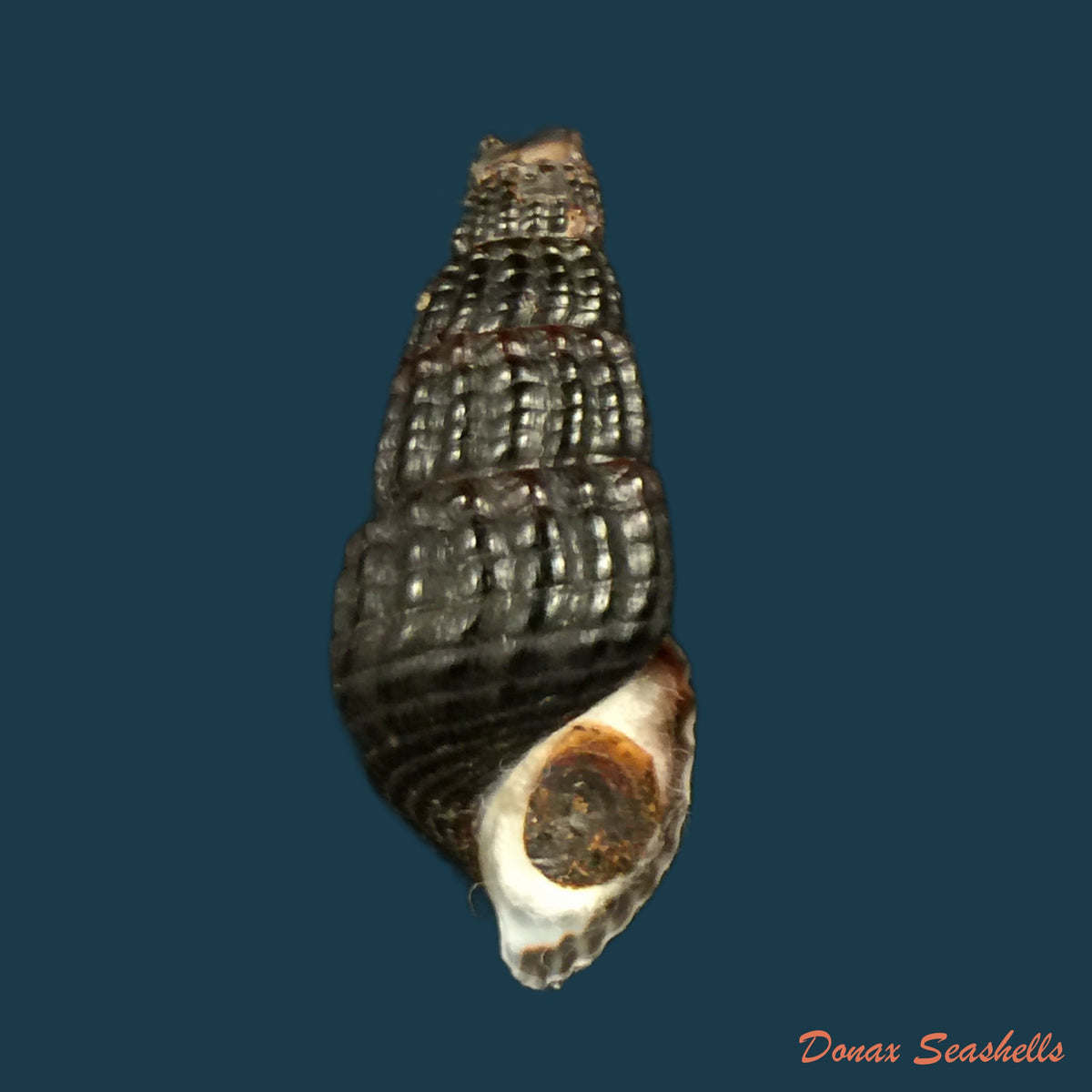 copia-de-doryssa-macapa-moricand-1857