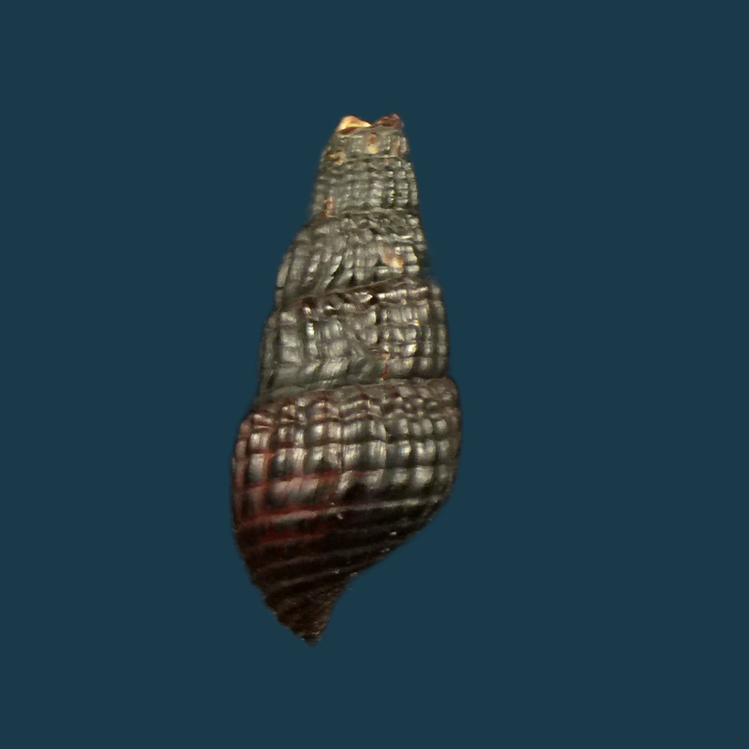 Doryssa macapa (摩里坎德, 1856) - 33,7mm