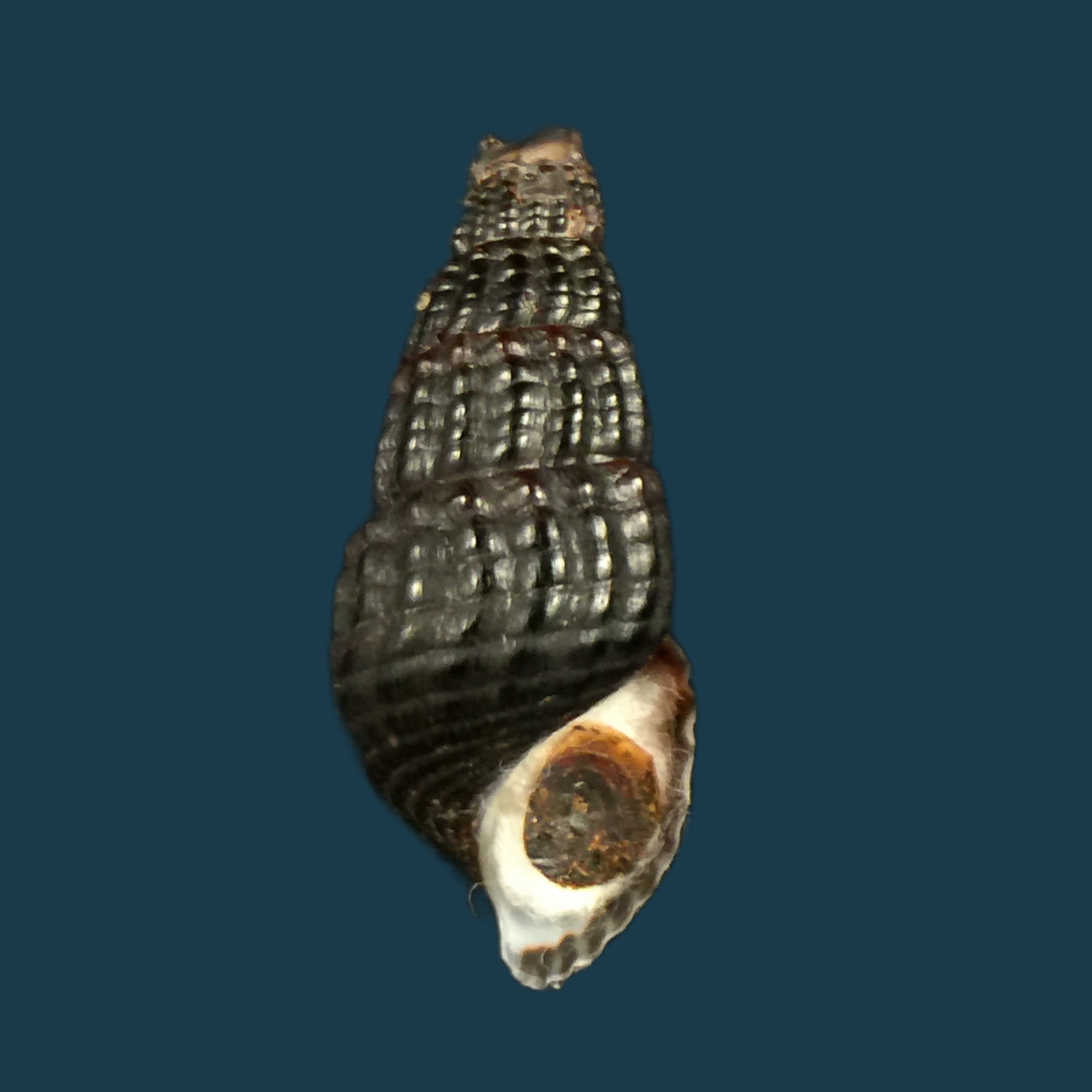 Doryssa macapa (摩里坎德, 1856) - 33,7mm