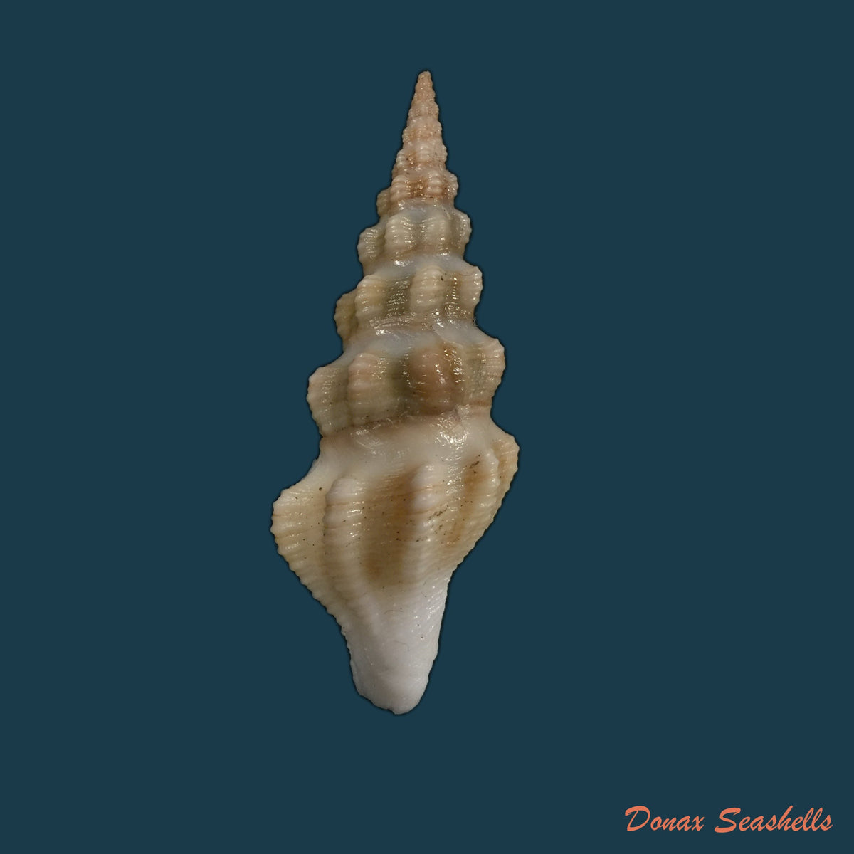 copia-de-doxospira-hertleini-shasky-1971-52-2mm