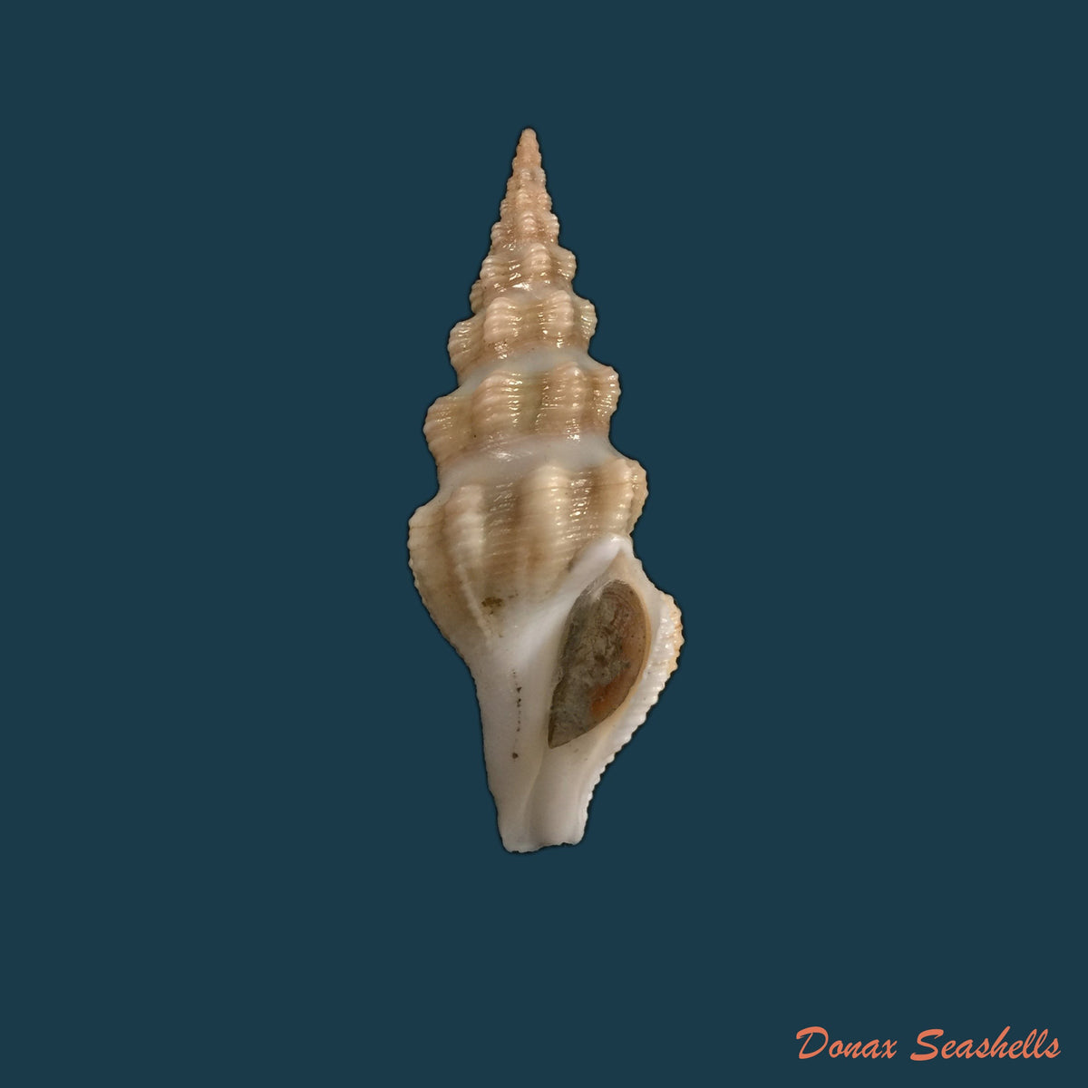 copia-de-doxospira-hertleini-shasky-1971-52-2mm