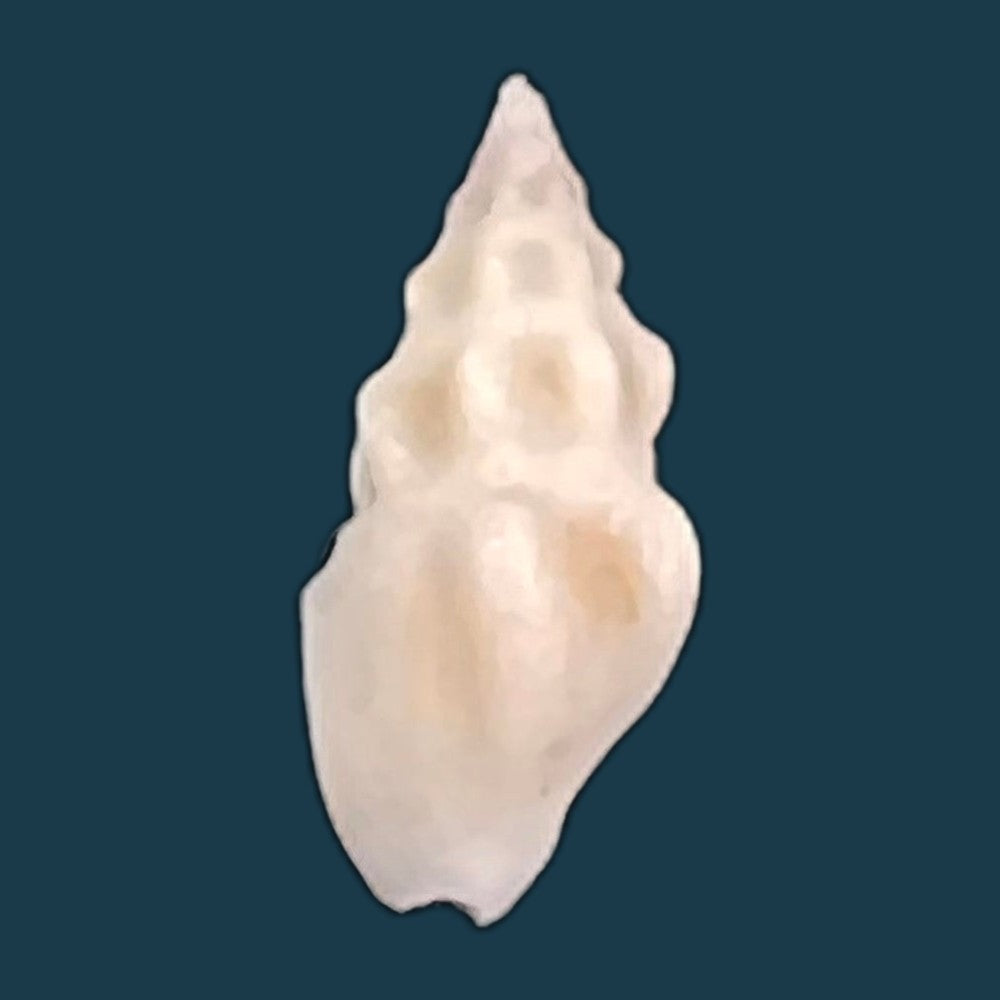 copia-de-drillia-angolensis-odhner-1923-19-6mm