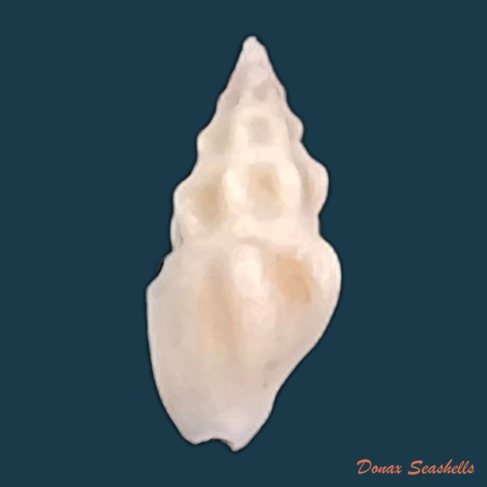 copia-de-drillia-angolensis-odhner-1923-19-6mm