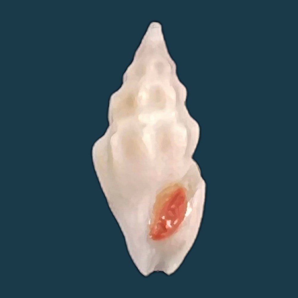 copia-de-drillia-angolensis-odhner-1923-19-6mm