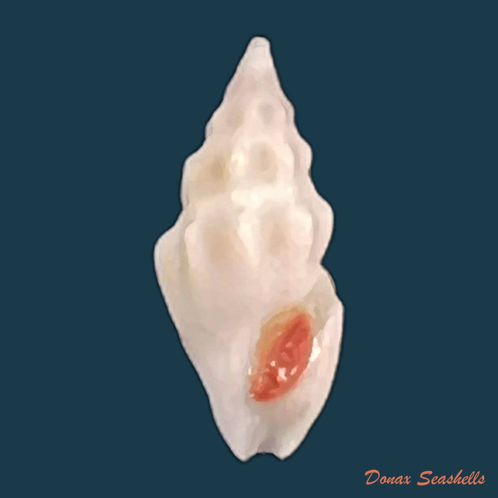 copia-de-drillia-angolensis-odhner-1923-19-6mm