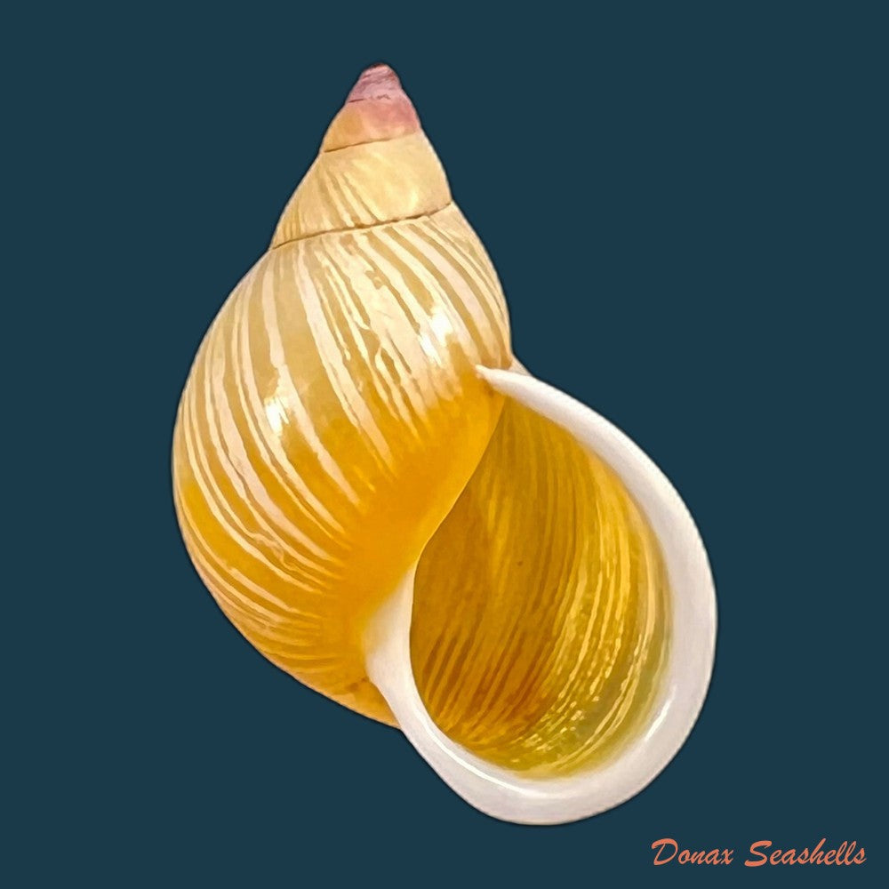 copia-de-drymaeus-costatus-breure-vega-luz-2021-43-7mm