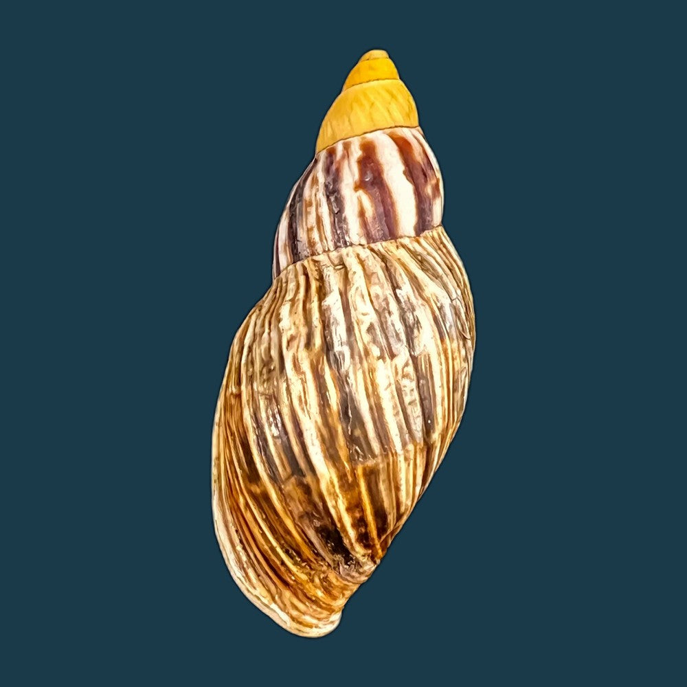 copia-de-drymaeus-gueinzii-pfeiffer-1857-31-7mm