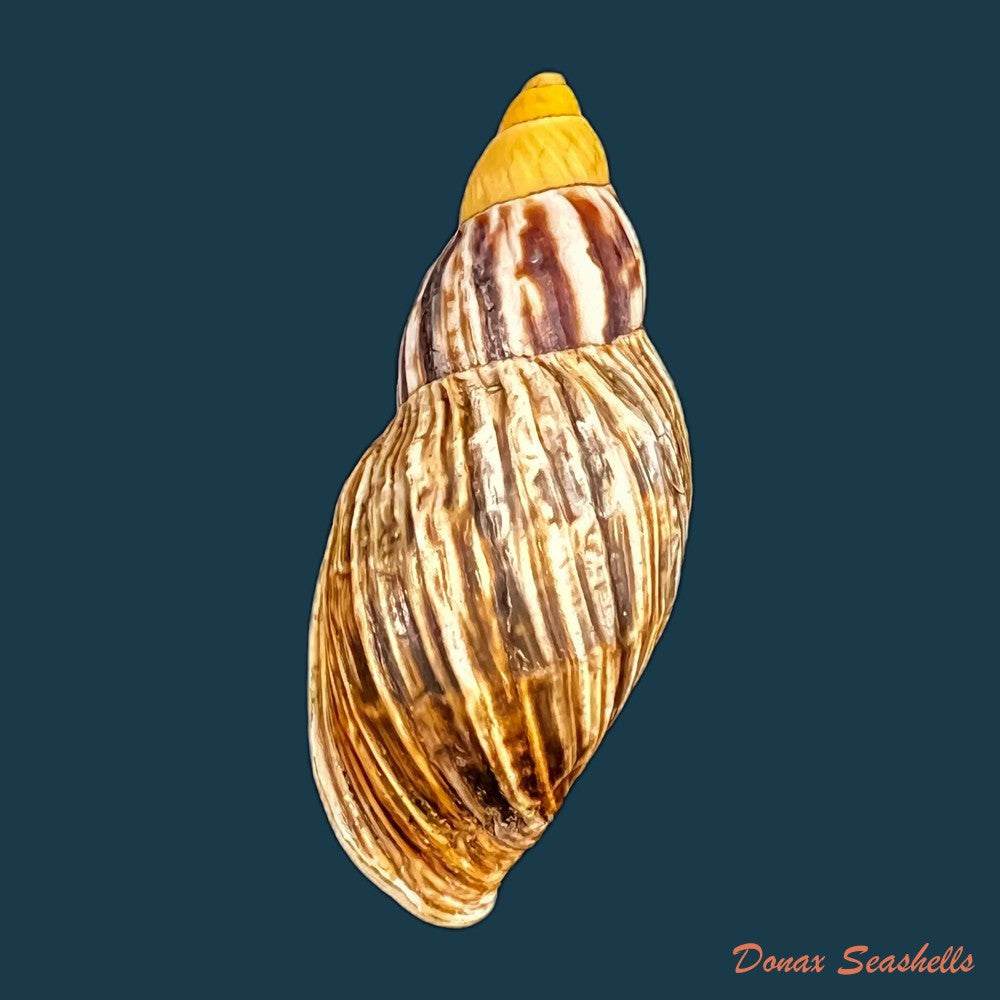 copia-de-drymaeus-gueinzii-pfeiffer-1857-31-7mm