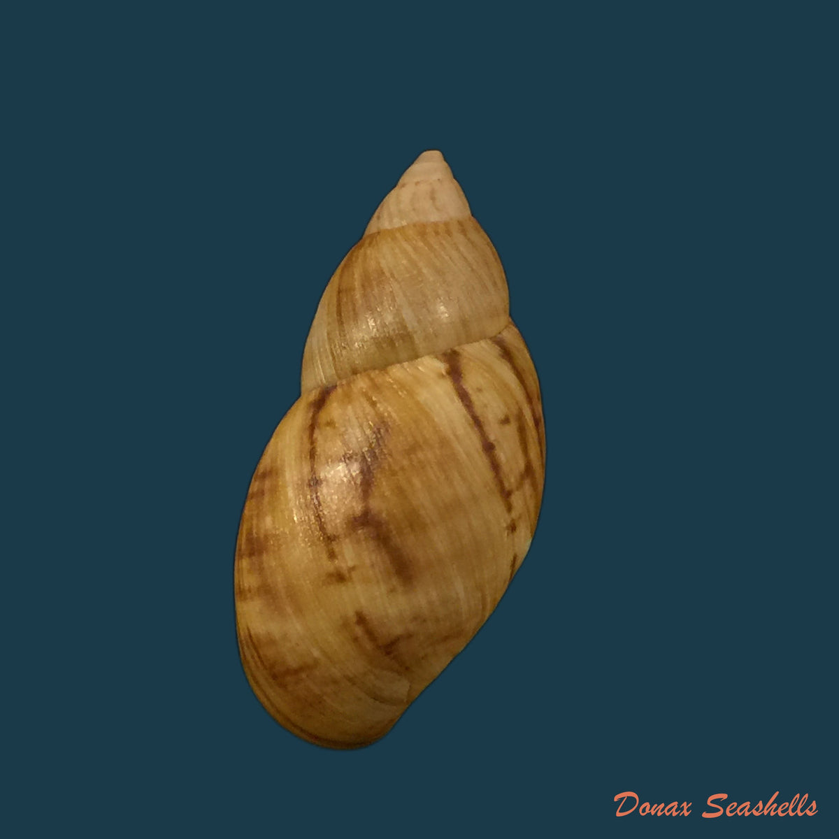copia-de-drymaeus-gueinzii-pfeiffer-1857