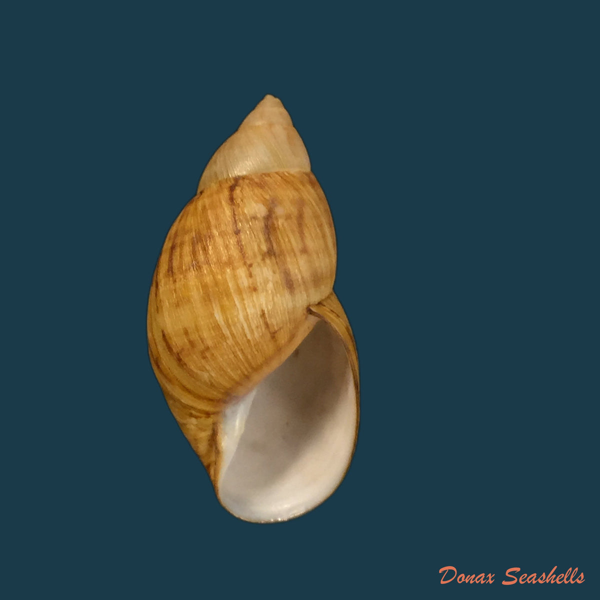 copia-de-drymaeus-gueinzii-pfeiffer-1857