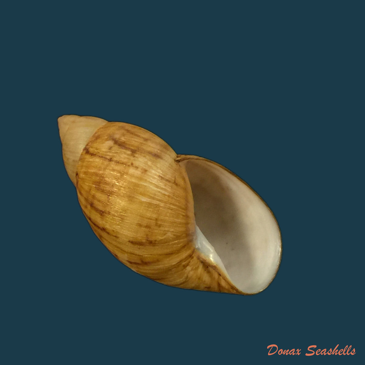 copia-de-drymaeus-gueinzii-pfeiffer-1857