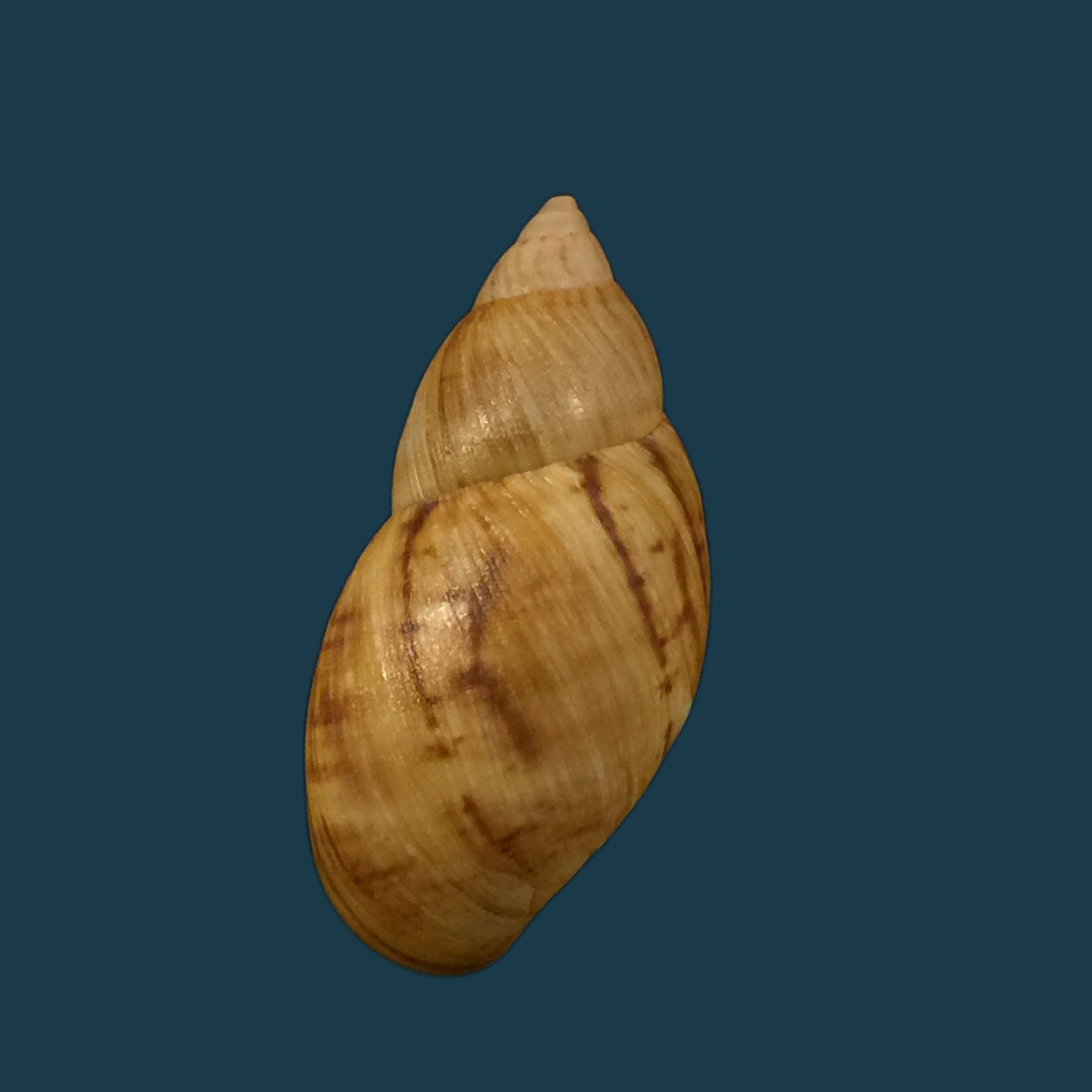 Plectostylus chilensis (Lesson, 1826) - 35,6mm