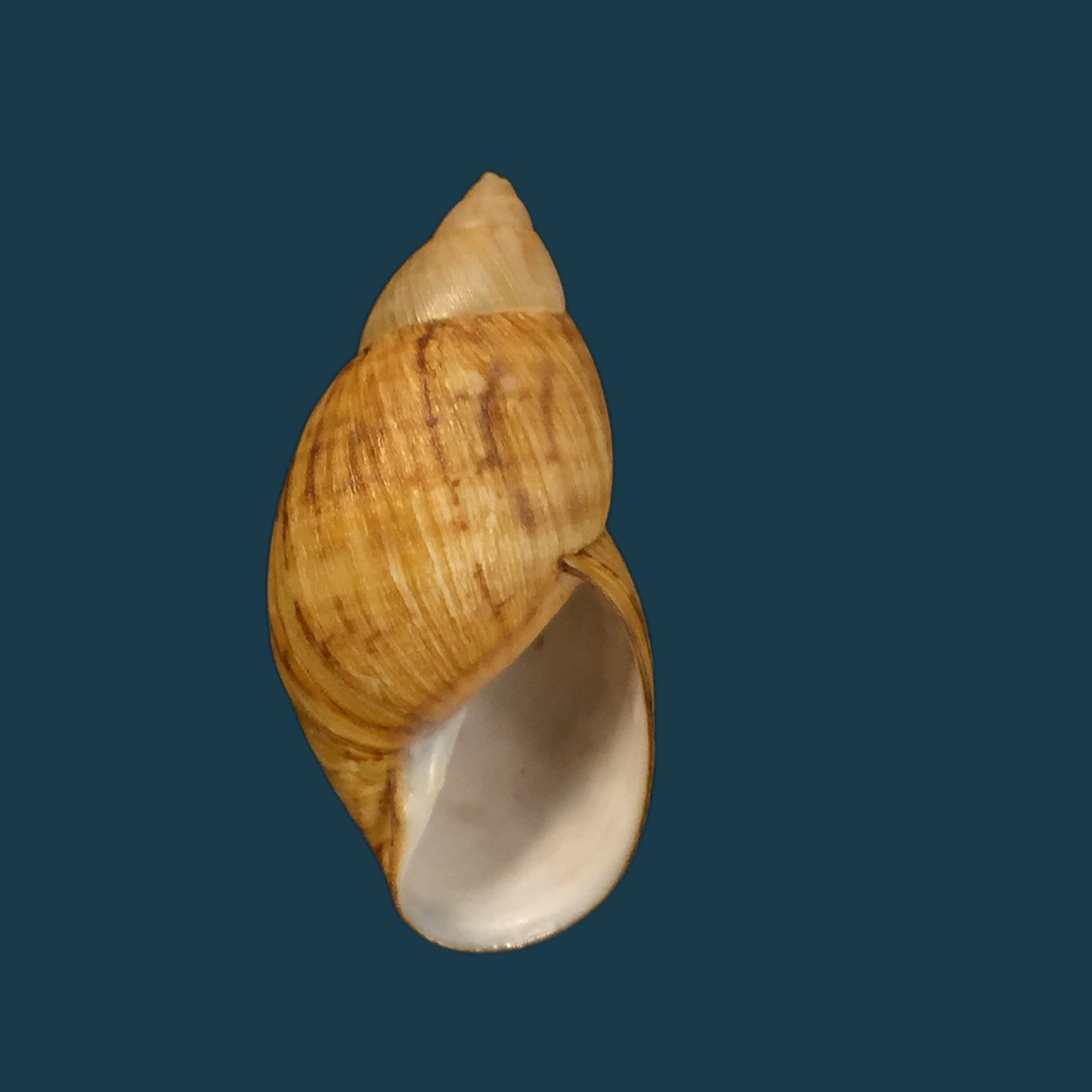 Plectostylus chilensis (Lesson, 1826) - 35,6mm