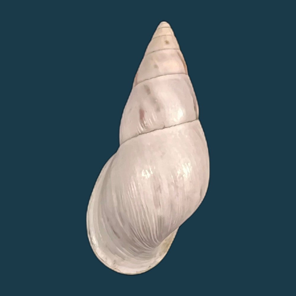 copia-de-drymaeus-gueinzii-pfeiffer-1860