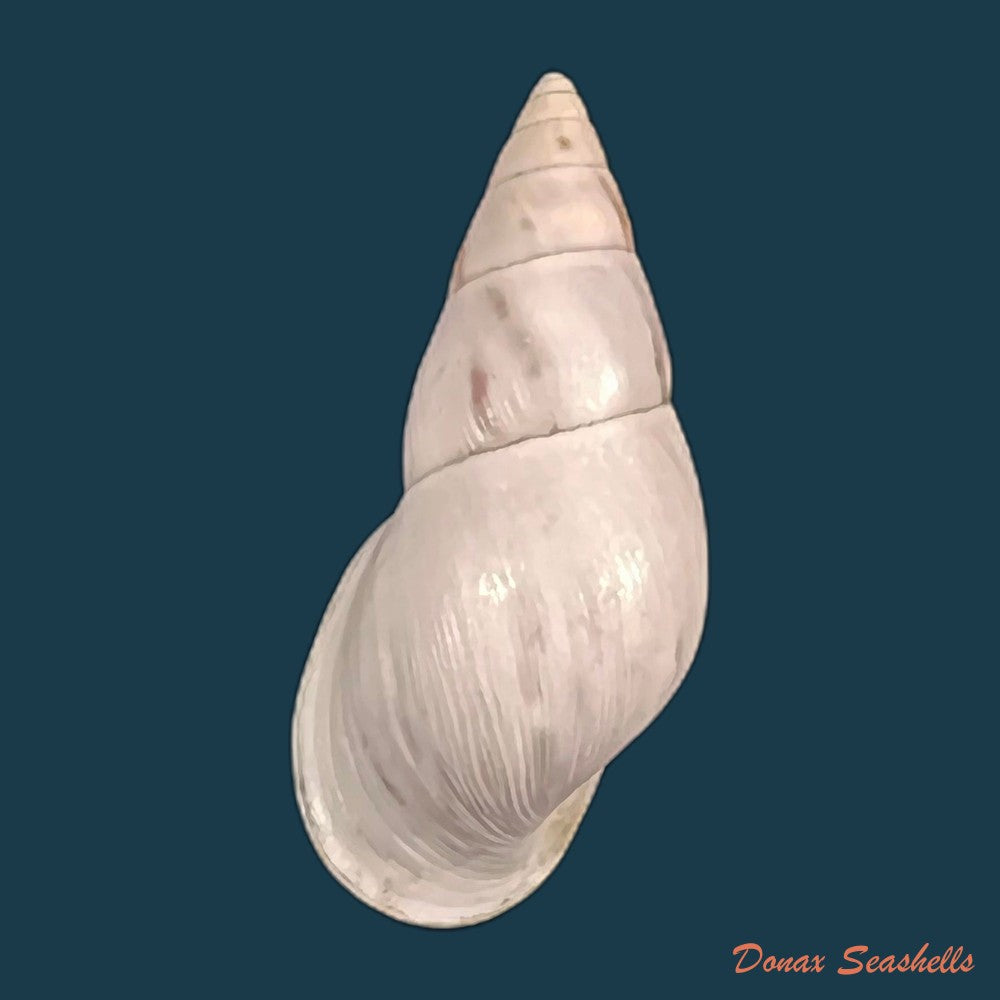copia-de-drymaeus-gueinzii-pfeiffer-1860