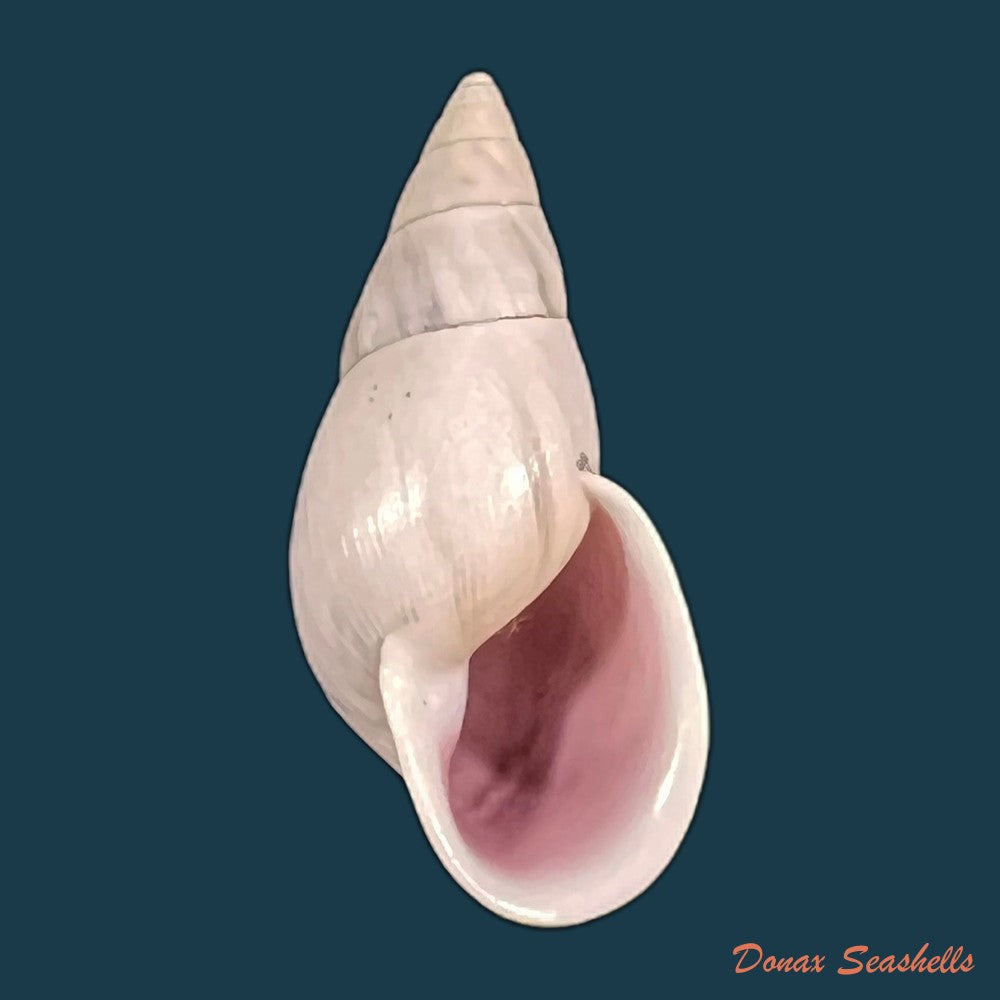 copia-de-drymaeus-gueinzii-pfeiffer-1860