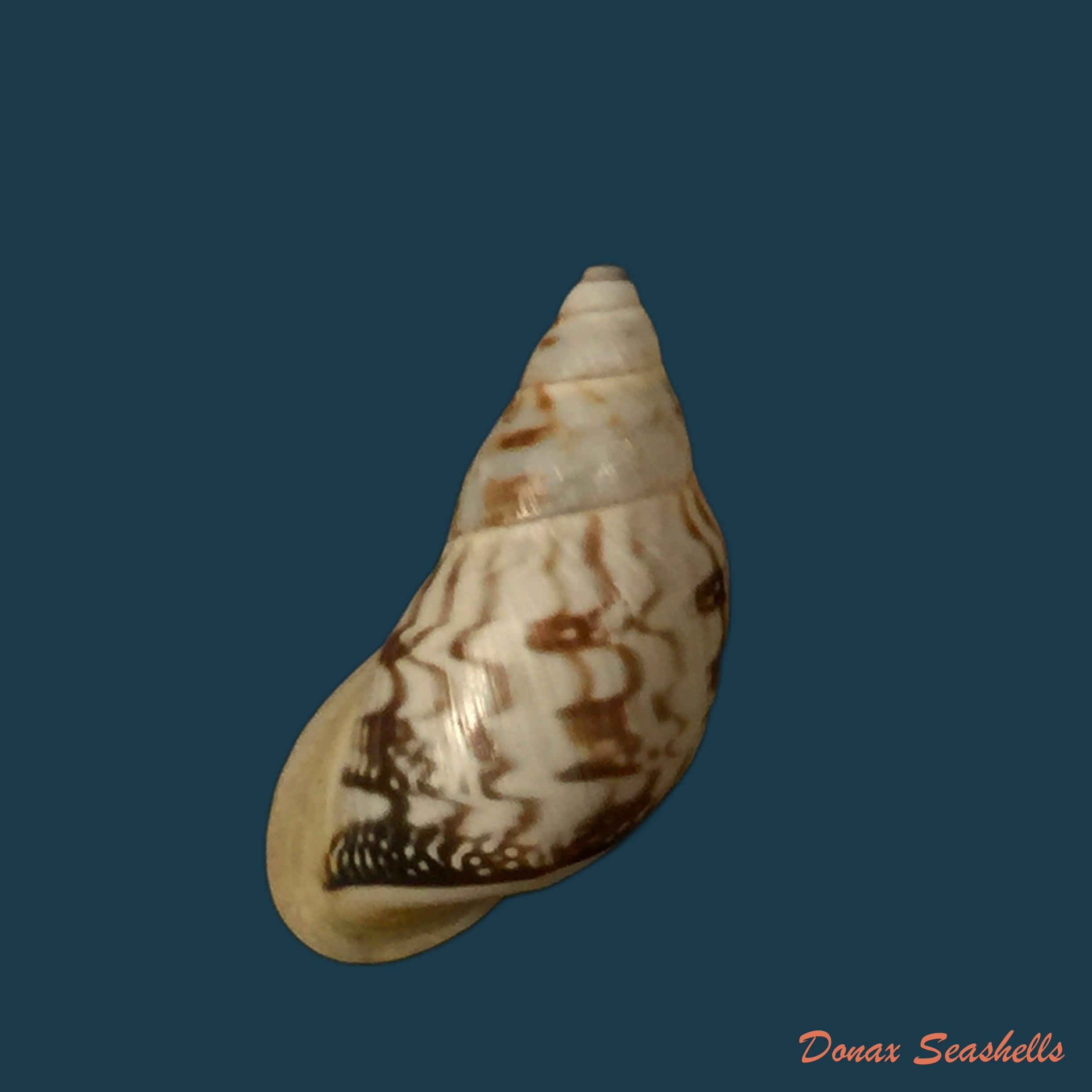 copia-de-drymaeus-mexicanus-primularis-lamarck-1822-22-2mm