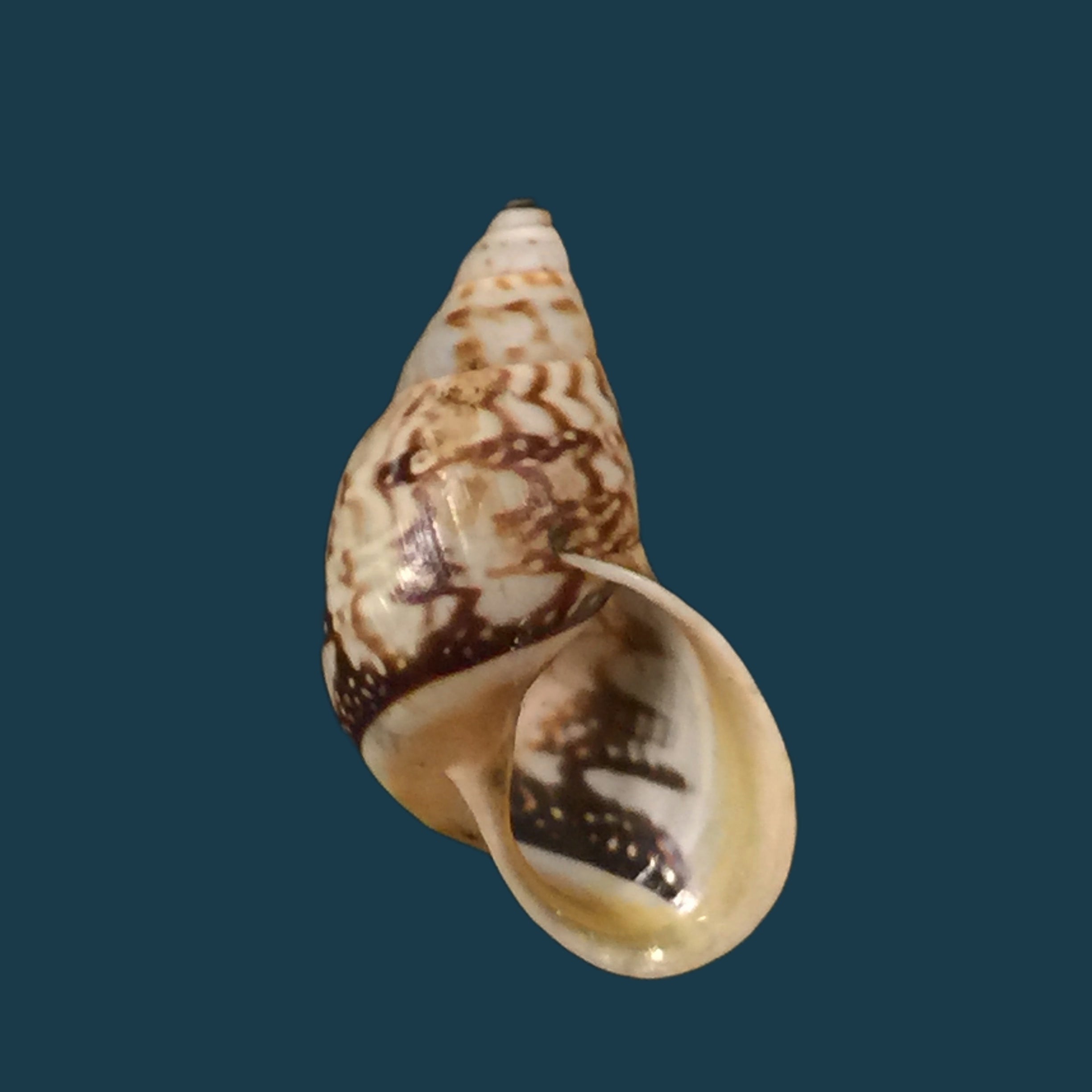 Drymaeus expansus (Pfeiffer, 1848) - 25,2mm