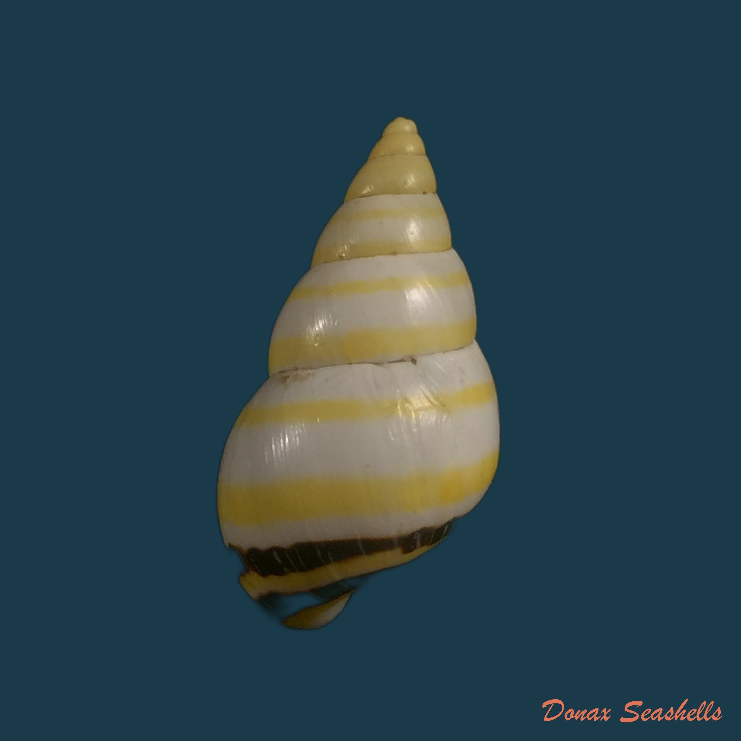 copia-de-drymaeus-mexicanus-primularis-lamarck-1822-24-2mm-1