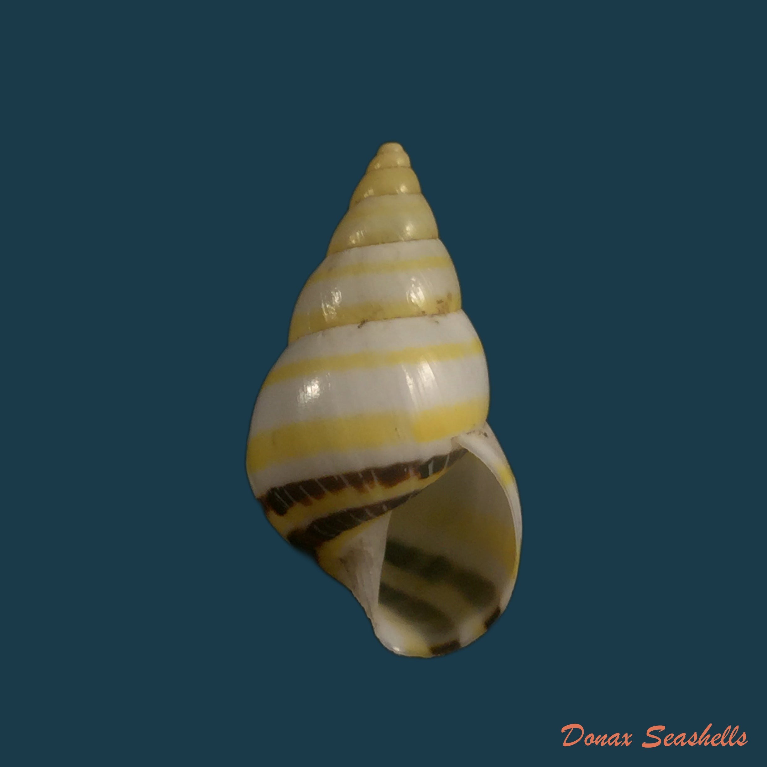 copia-de-drymaeus-mexicanus-primularis-lamarck-1822-24-2mm-1