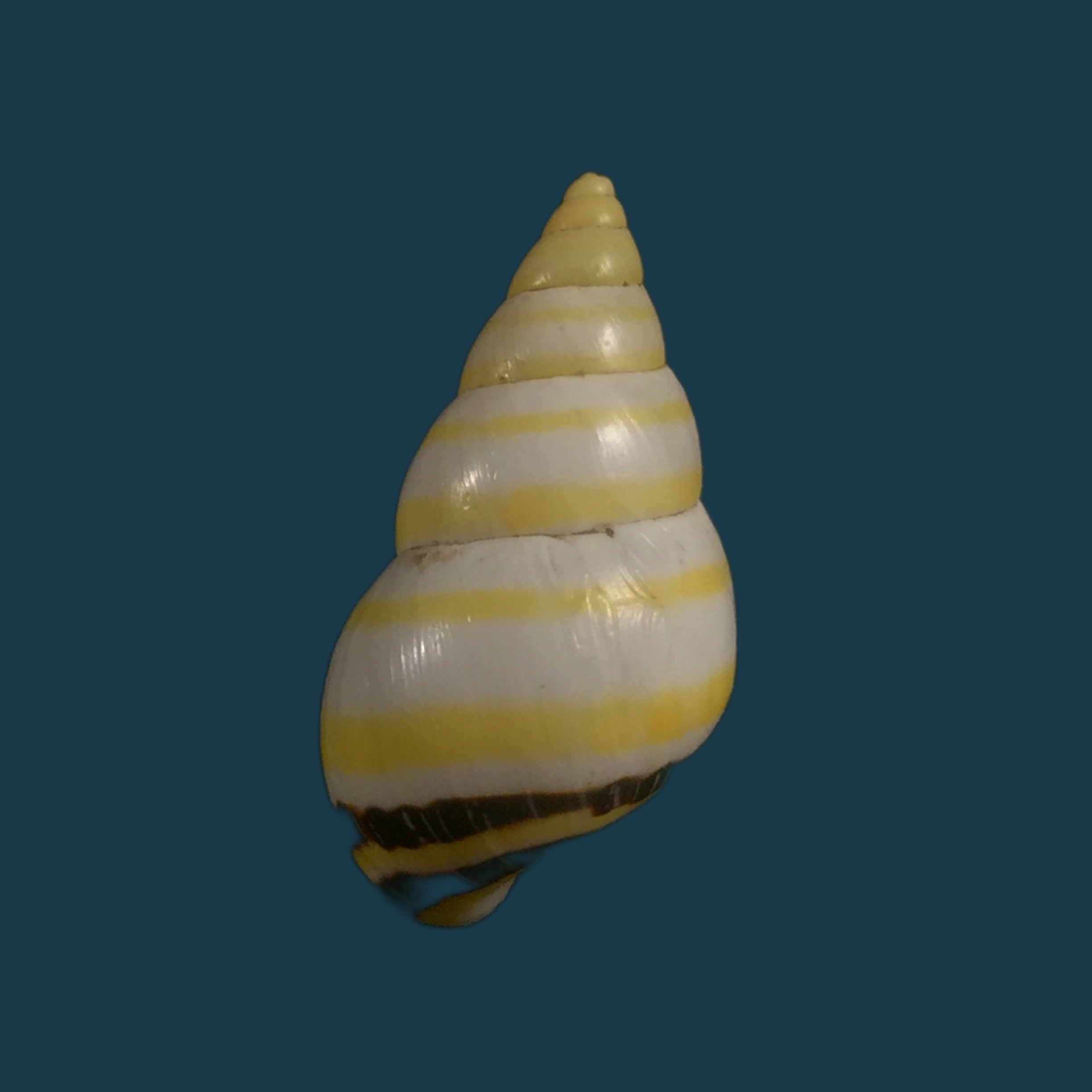 Drymaeus mexicanus primularis (Lamarck, 1822) - 24,5mm