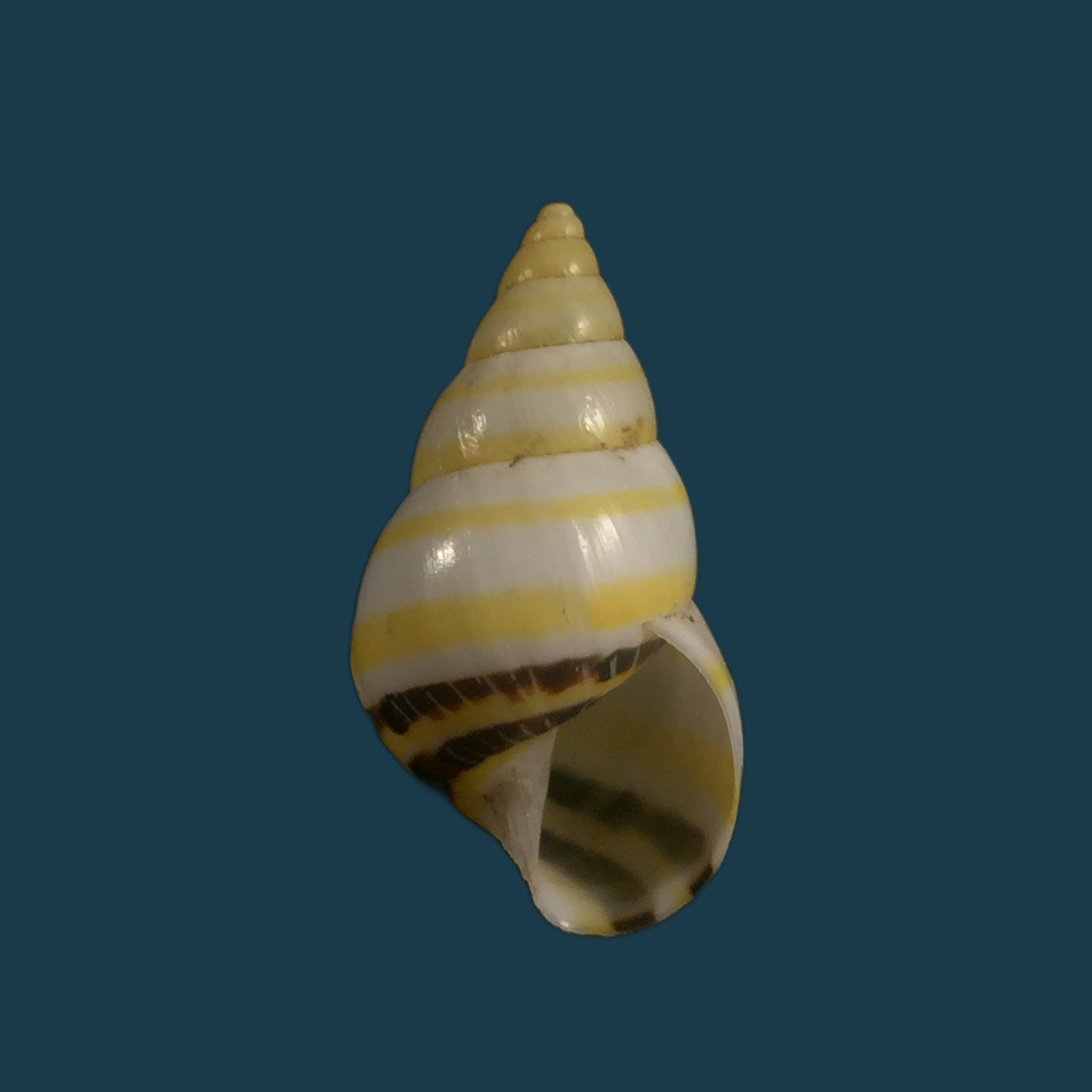 Drymaeus mexicanus primularis (Lamarck, 1822) - 24,5mm