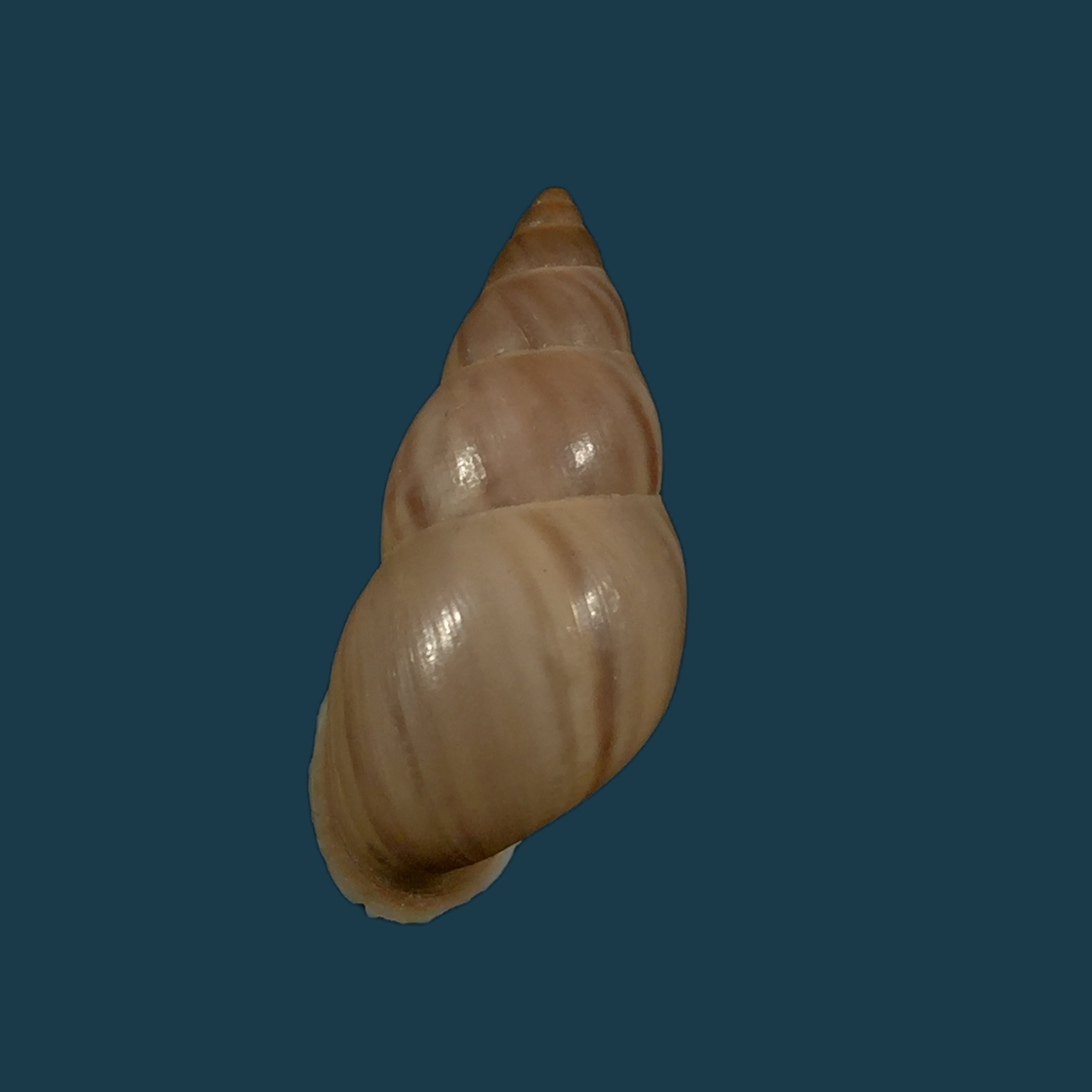 Drymaeus strigatus delphinae (Moricand, 1858) - 23,7mm