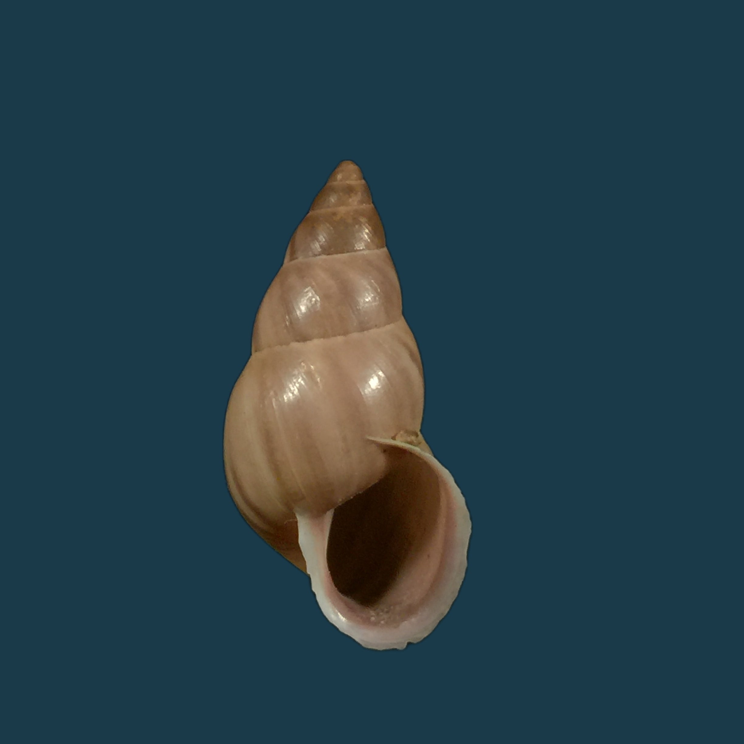 Drymaeus strigatus delphinae (Moricand, 1858) - 23,7mm