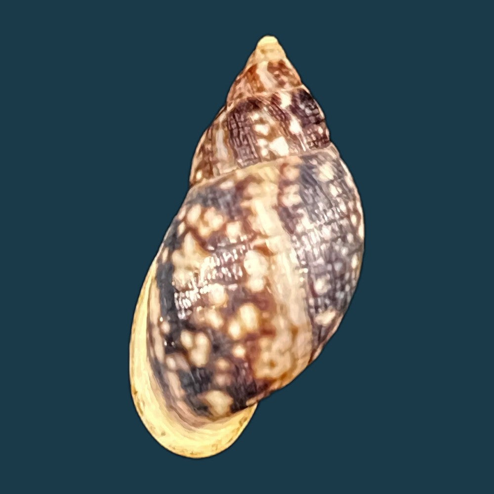 copia-de-drymaeus-mexicanus-primularis-reeve-1849-30-3mm