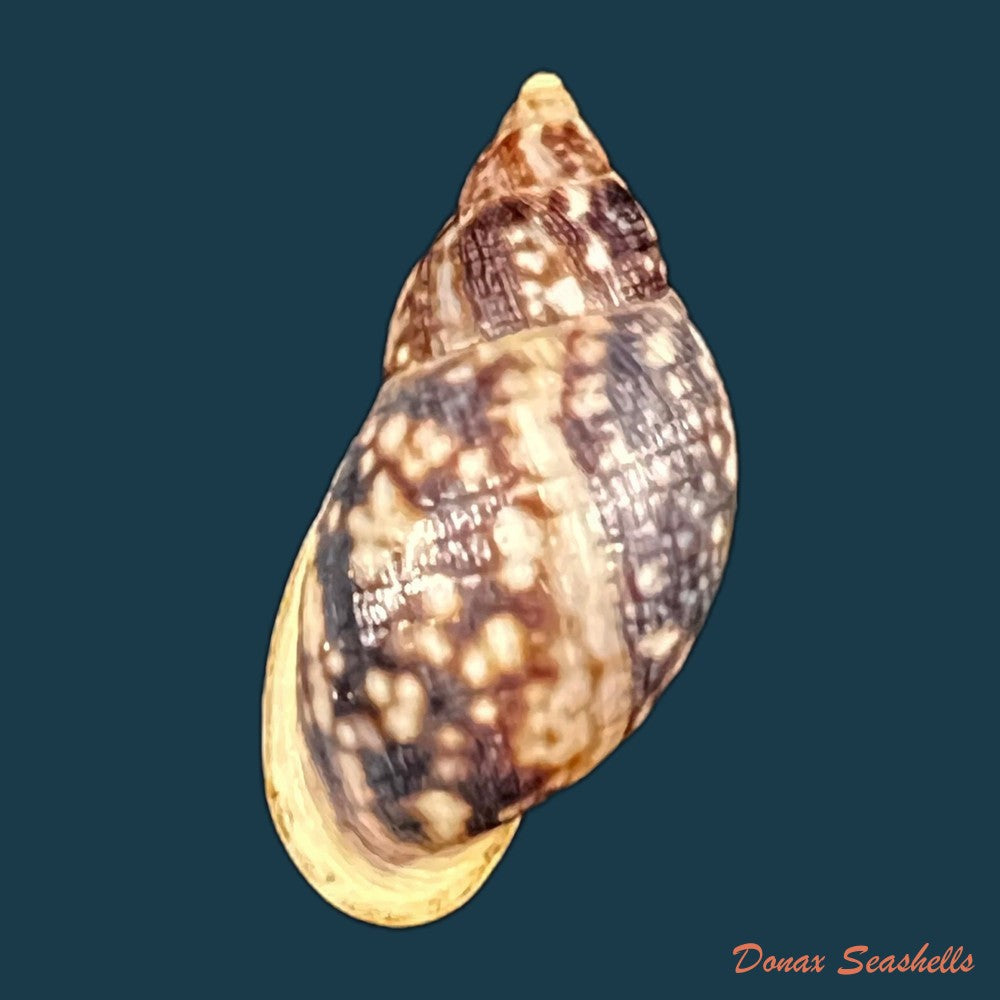 copia-de-drymaeus-mexicanus-primularis-reeve-1849-30-3mm