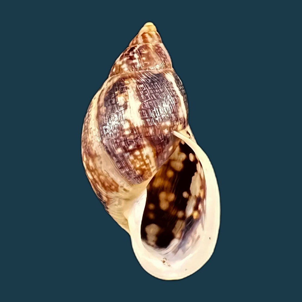 copia-de-drymaeus-mexicanus-primularis-reeve-1849-30-3mm