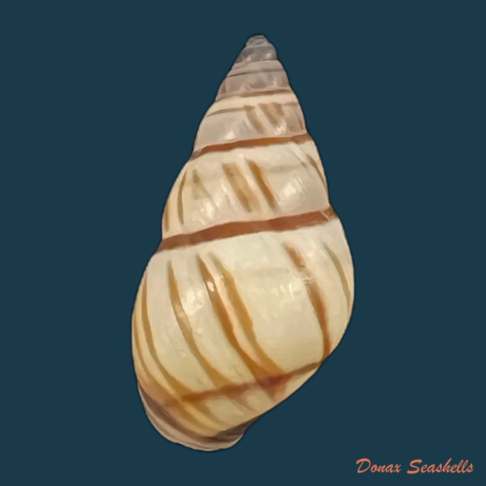 copia-de-drymaeus-multilineatus-say-1825-16-9mm