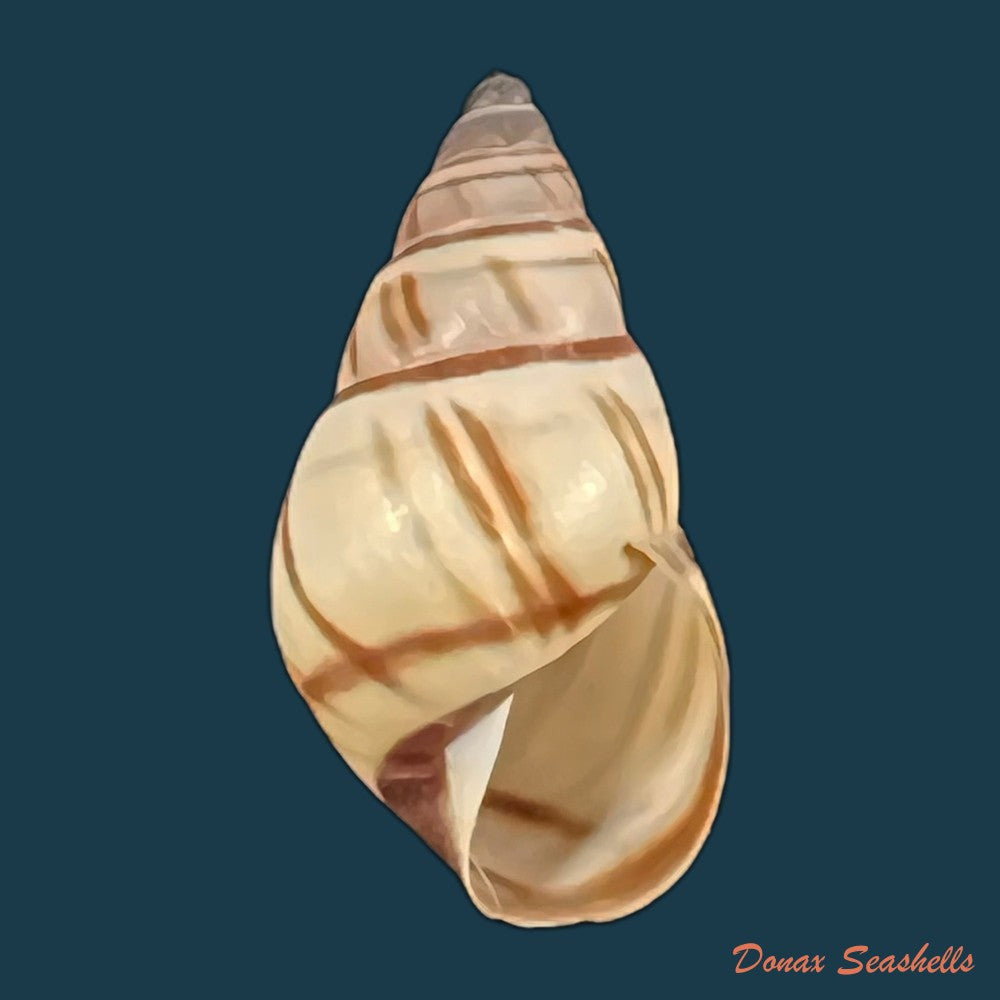 copia-de-drymaeus-multilineatus-say-1825-16-9mm