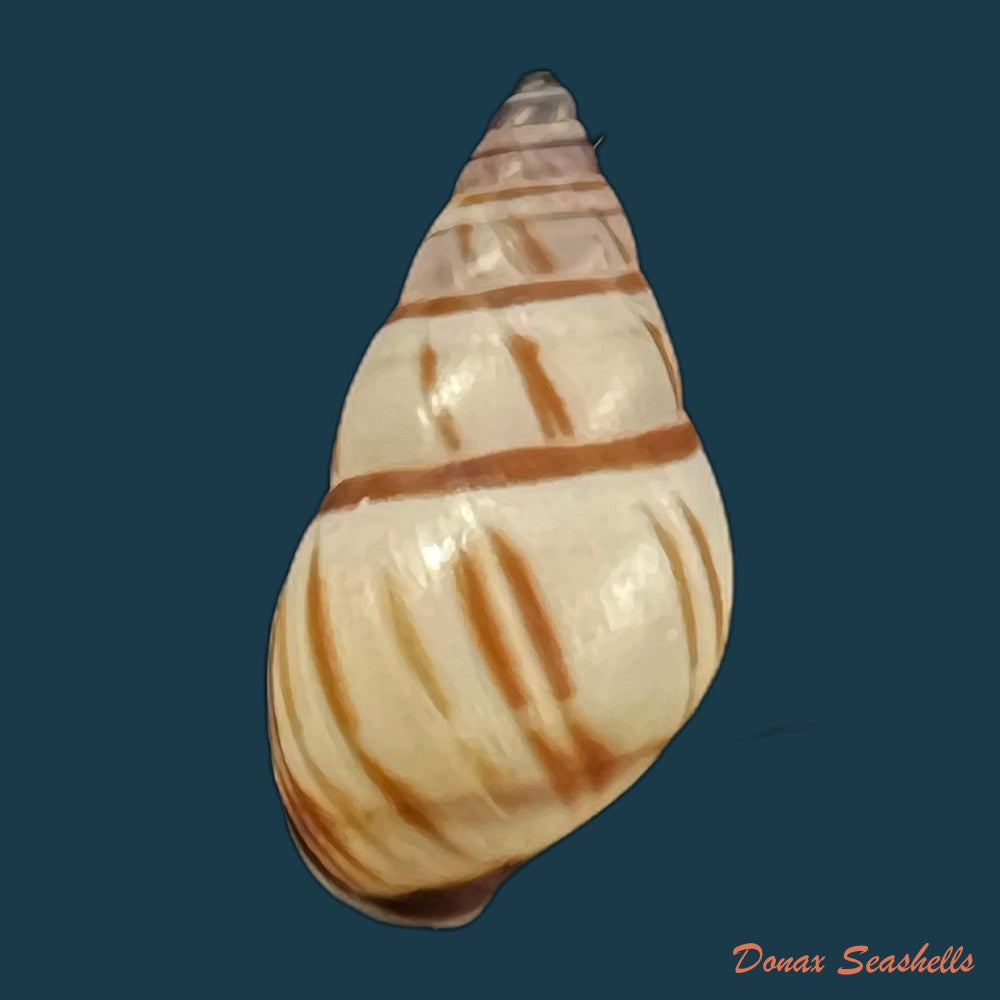 copia-de-drymaeus-multilineatus-say-1825-19-6mm-1