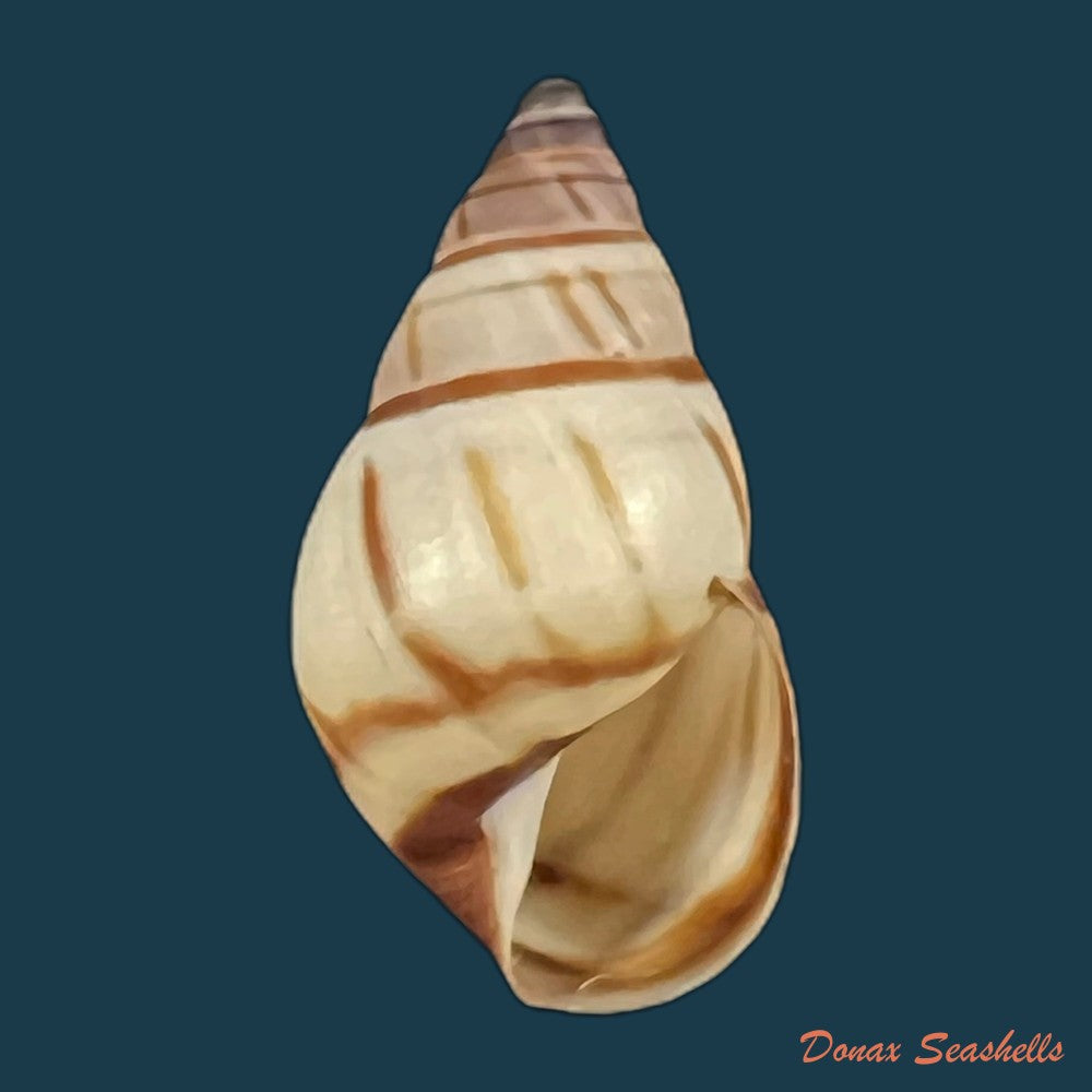 copia-de-drymaeus-multilineatus-say-1825-19-6mm-1