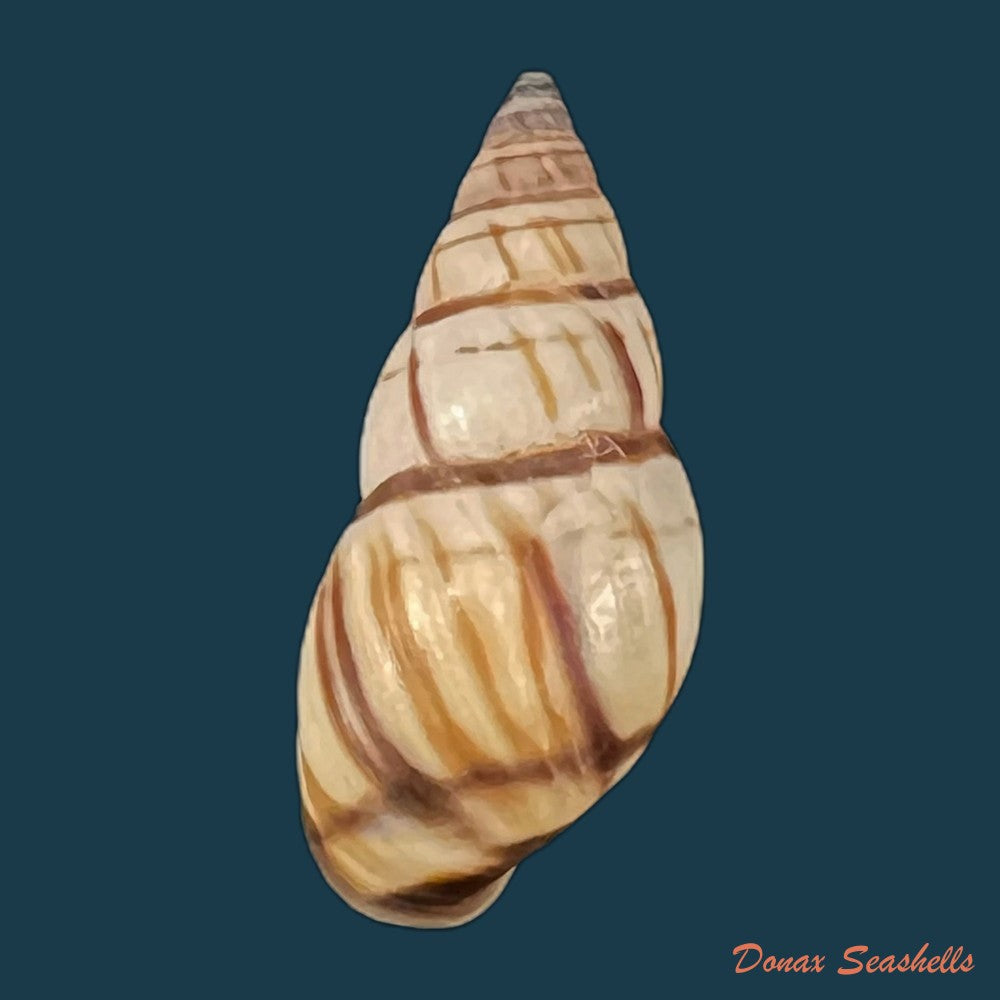copia-de-drymaeus-multilineatus-say-1826