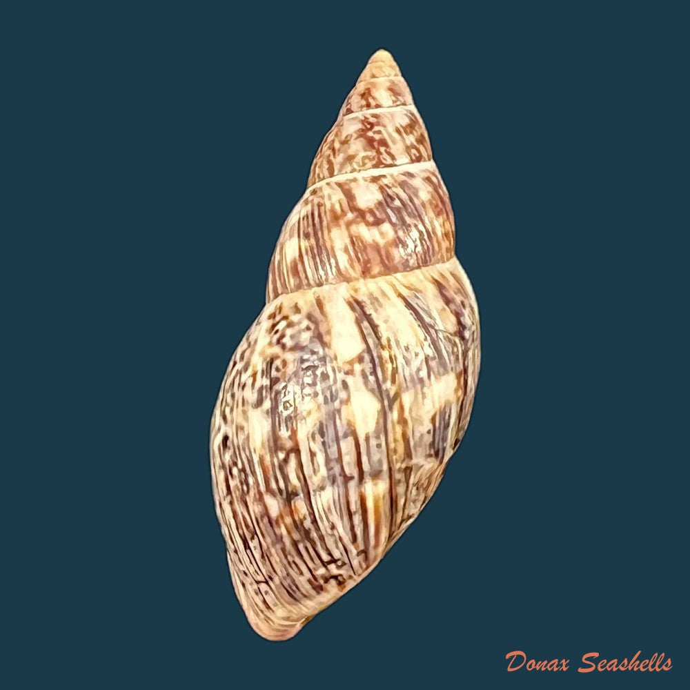 copia-de-drymaeus-palassus-breure-1981-32-1mm