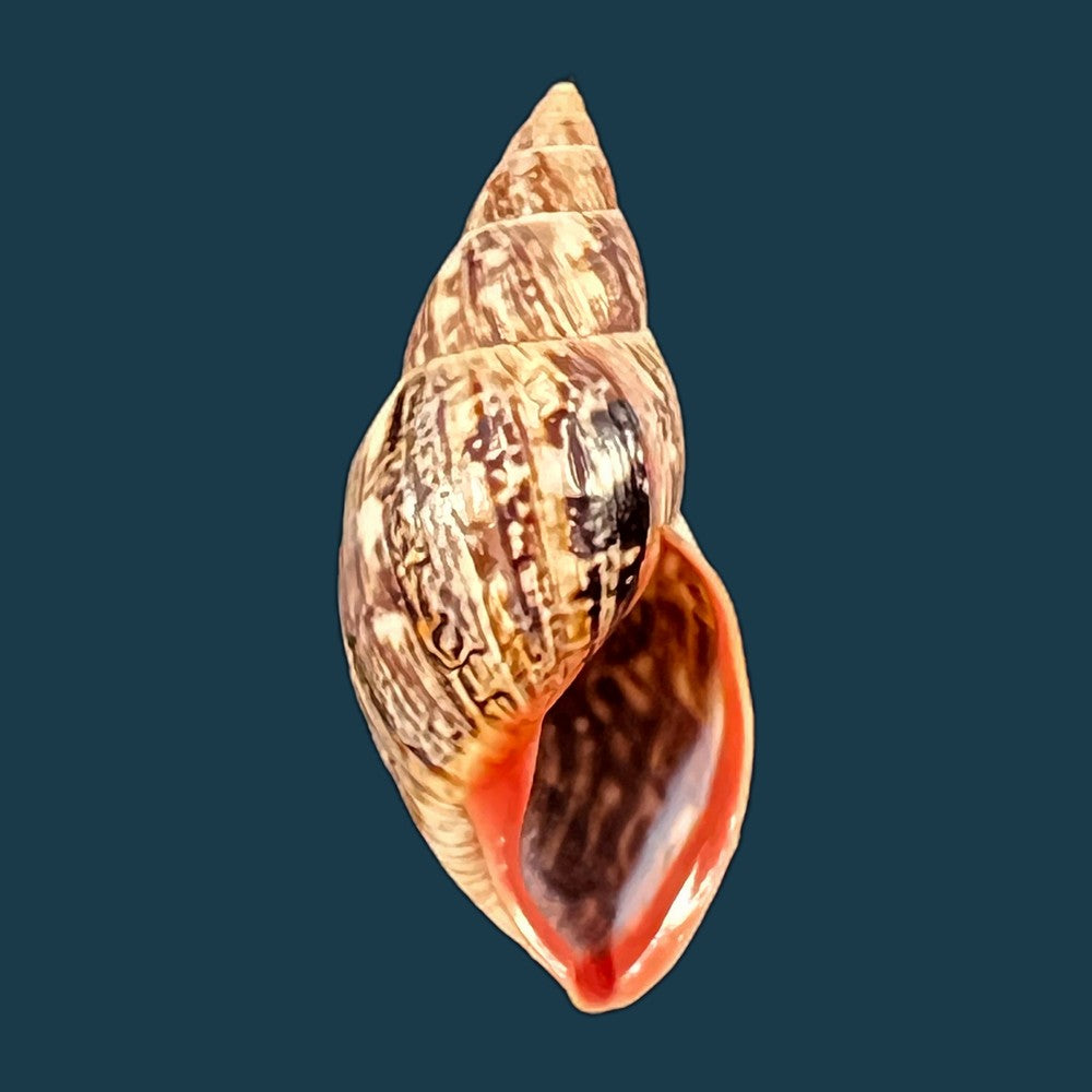 copia-de-drymaeus-palassus-breure-1981-32-1mm