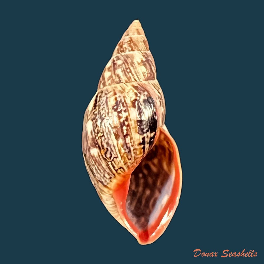 copia-de-drymaeus-palassus-breure-1981-32-1mm