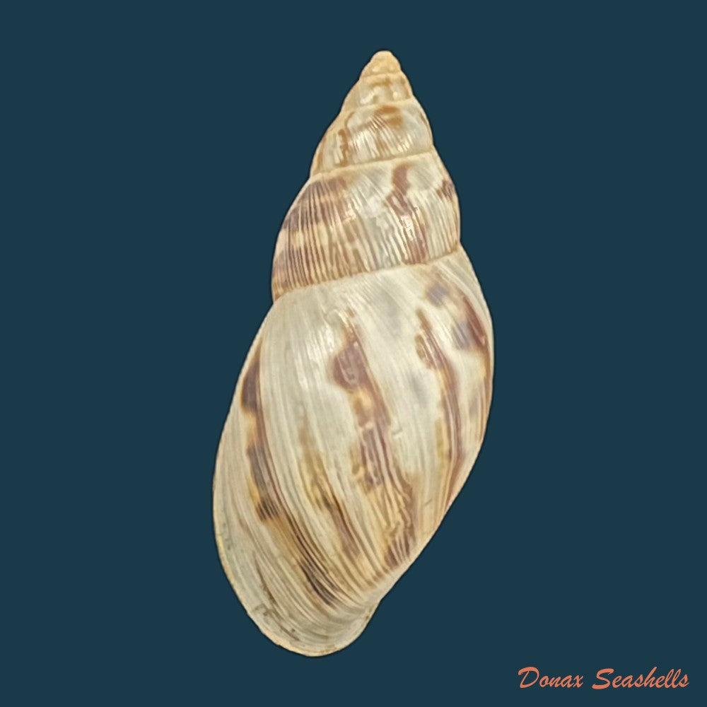 copia-de-drymaeus-papyraceus-mawe-1823-28-5mm
