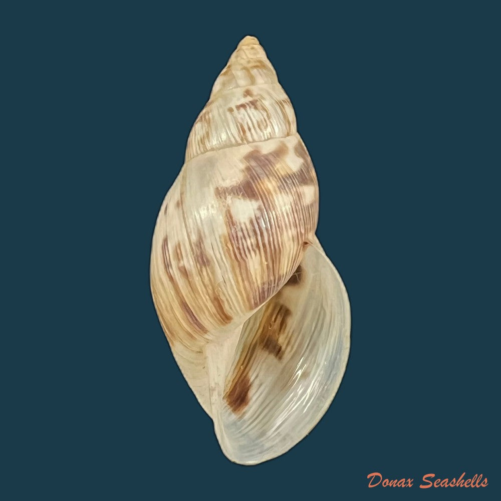 copia-de-drymaeus-papyraceus-mawe-1823-28-5mm