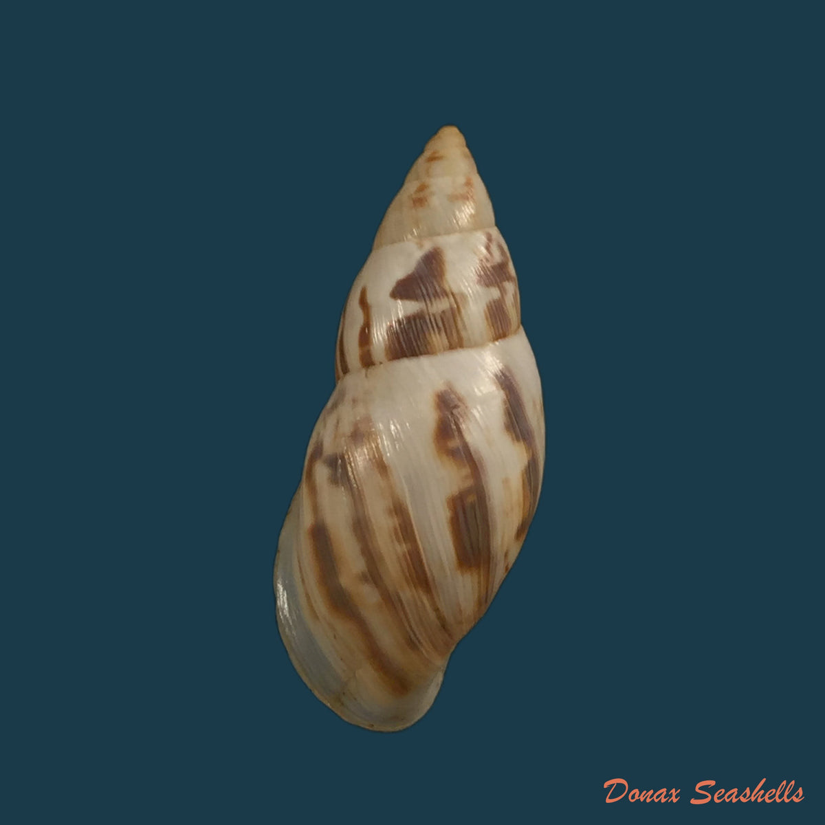 copia-de-drymaeus-papyraceus-mawe-1823-30-8mm