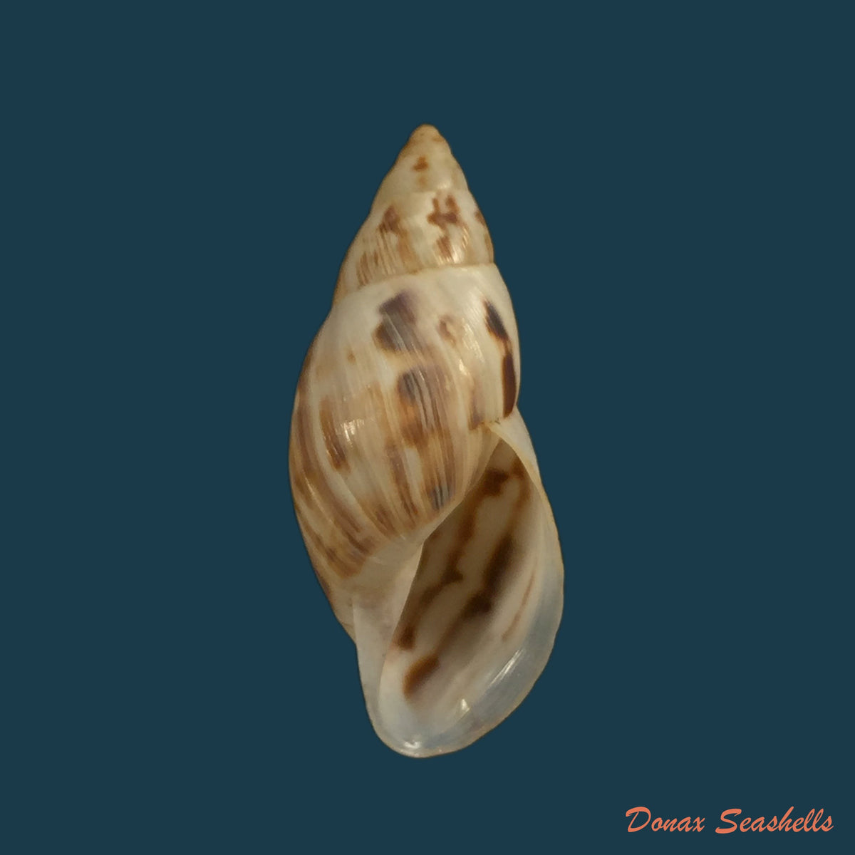 copia-de-drymaeus-papyraceus-mawe-1823-30-8mm