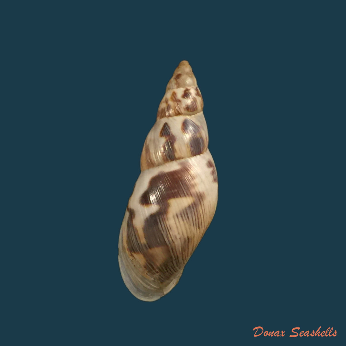 copia-de-drymaeus-papyraceus-mawe-1823-31-7mm