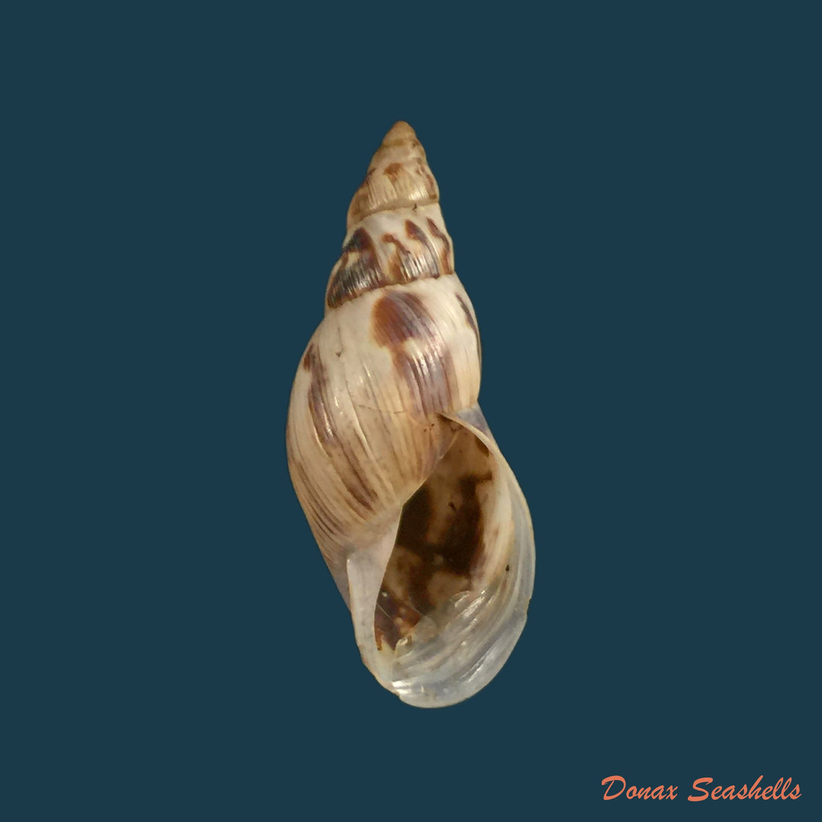 copia-de-drymaeus-papyraceus-mawe-1823-31-7mm