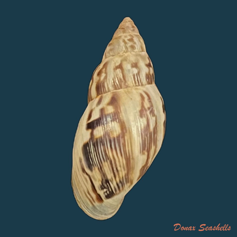 copia-de-drymaeus-papyraceus-mawe-1823-32mm-1